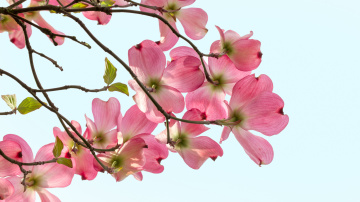 Картинка цветы кизил ветка розовые