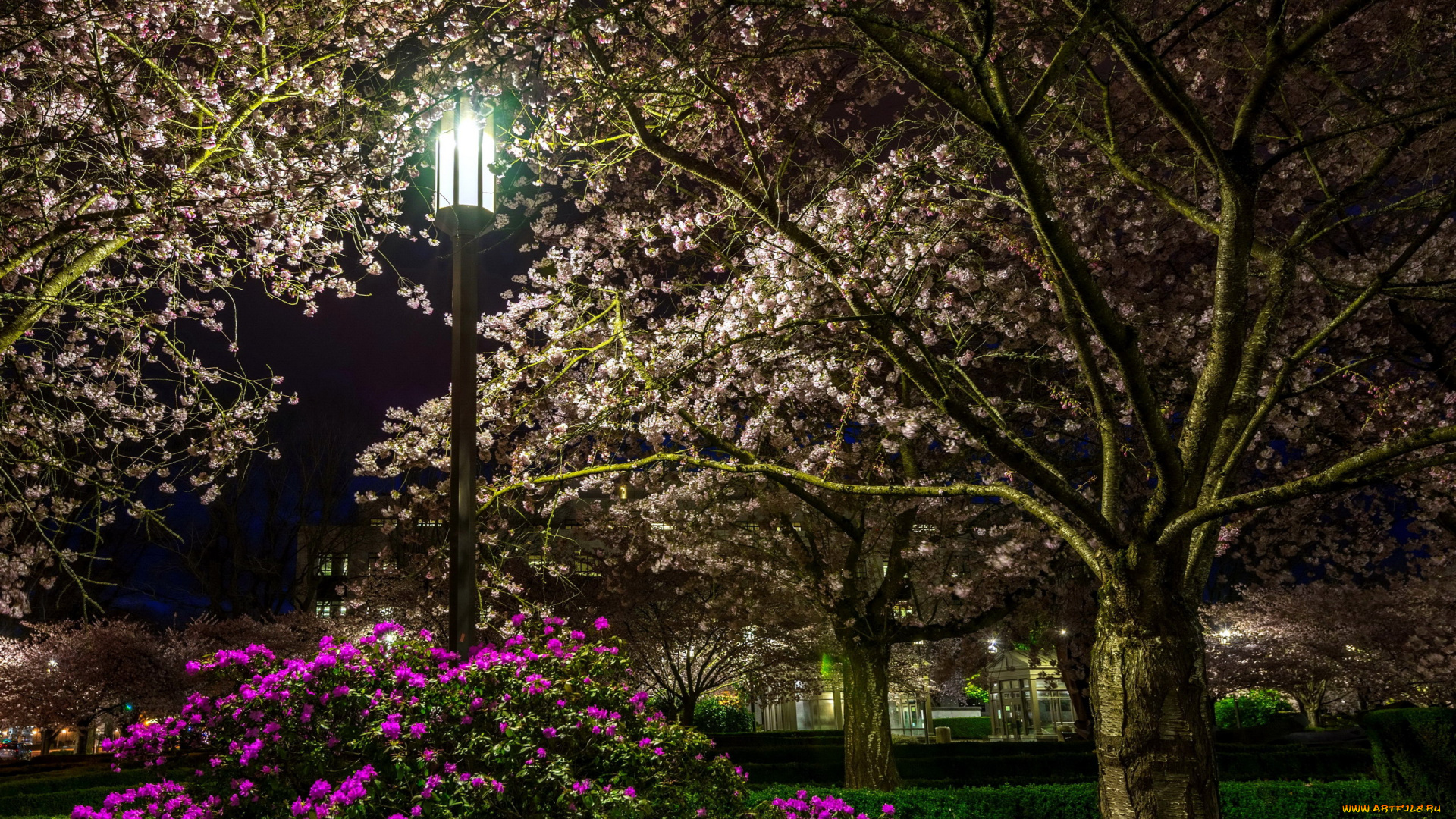 природа, парк, фонарь, деревья, цветущие, весна