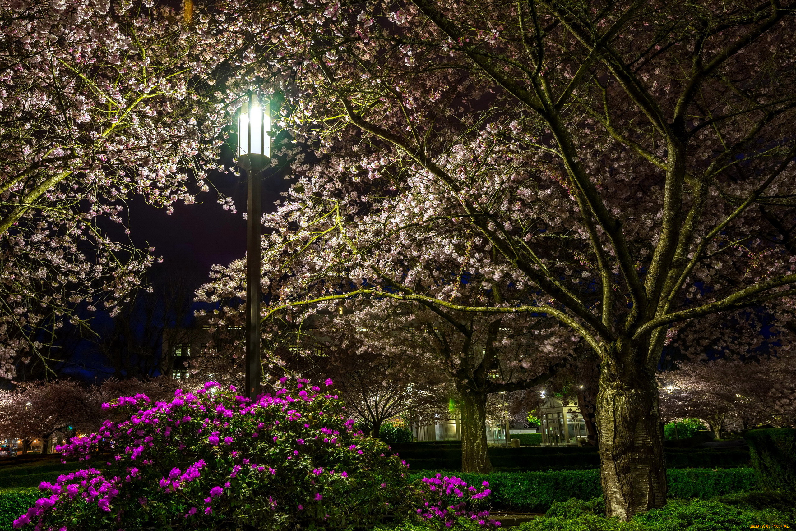 природа, парк, фонарь, деревья, цветущие, весна