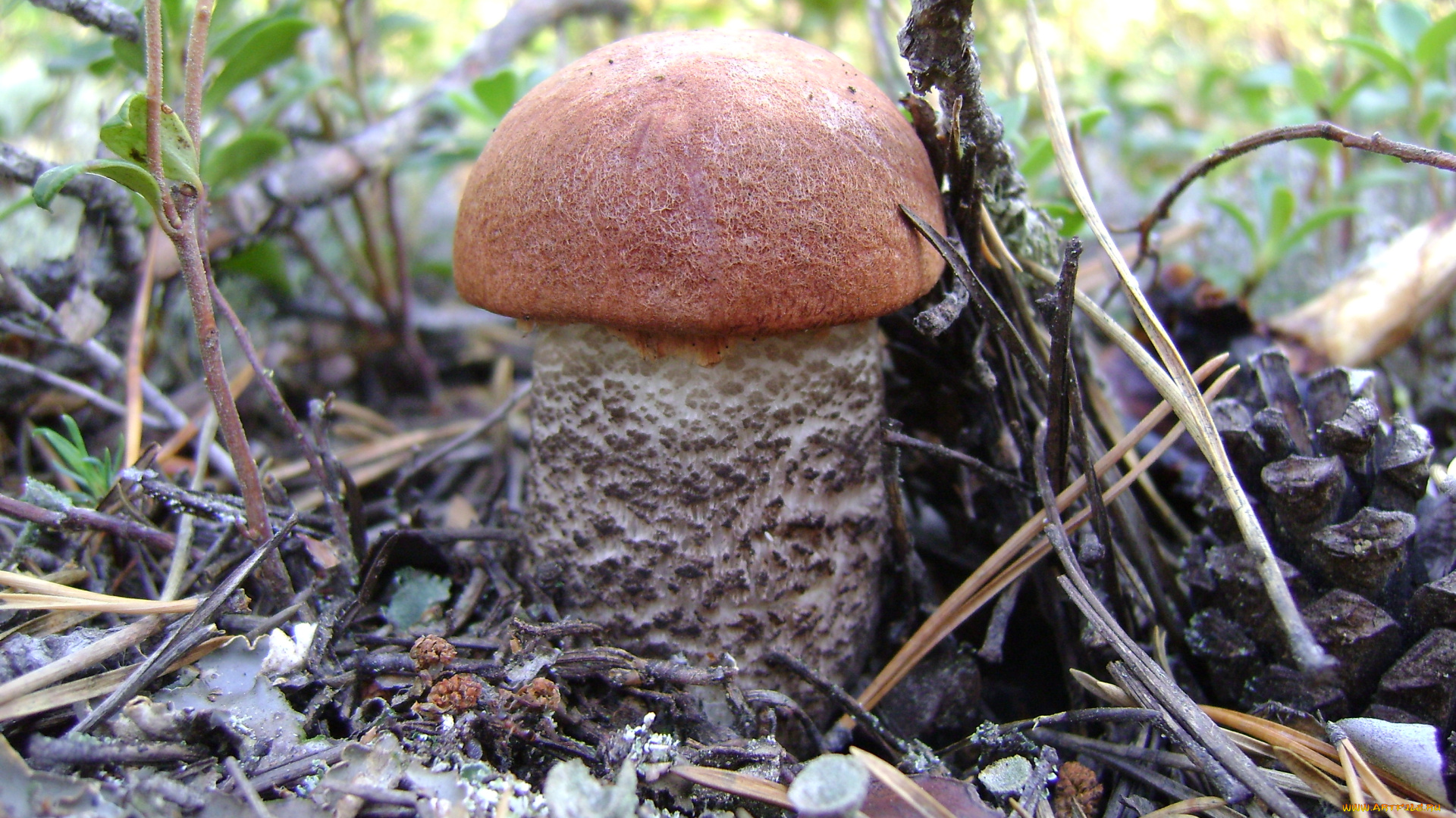 подосиновик, природа, грибы, гриб