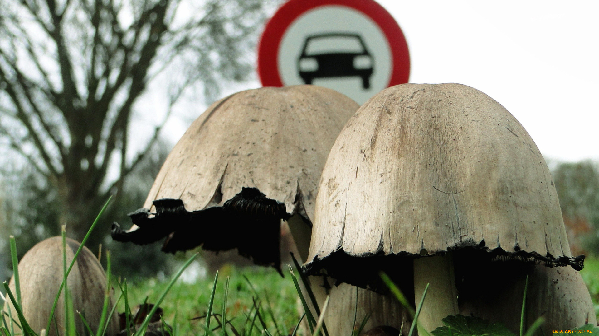 природа, грибы, дорожный, знак