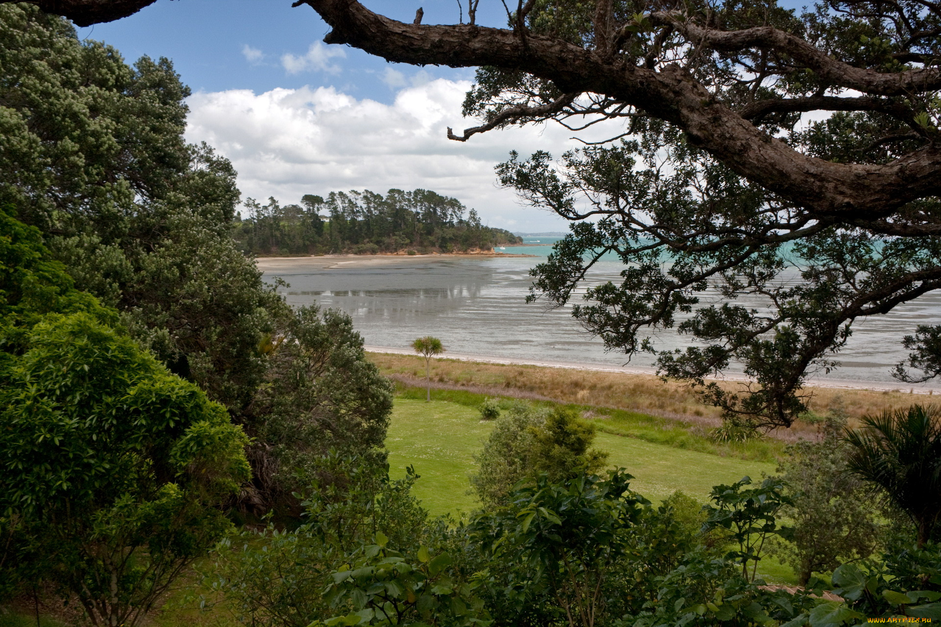 new, zealand, природа, тропики, берег, море