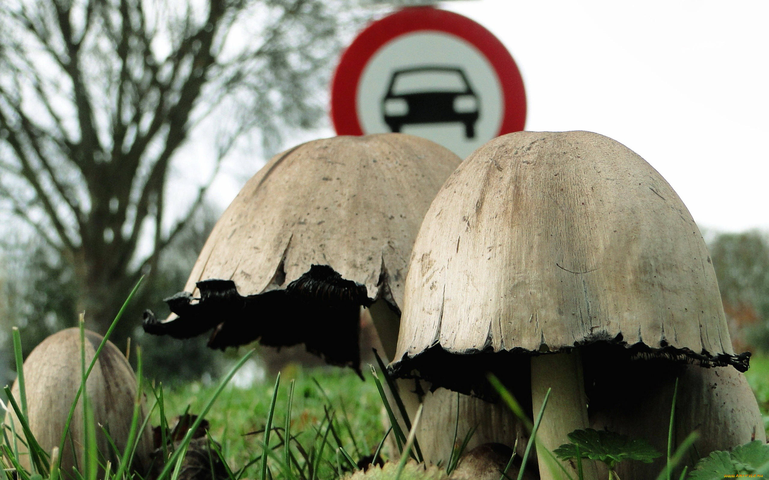 природа, грибы, дорожный, знак