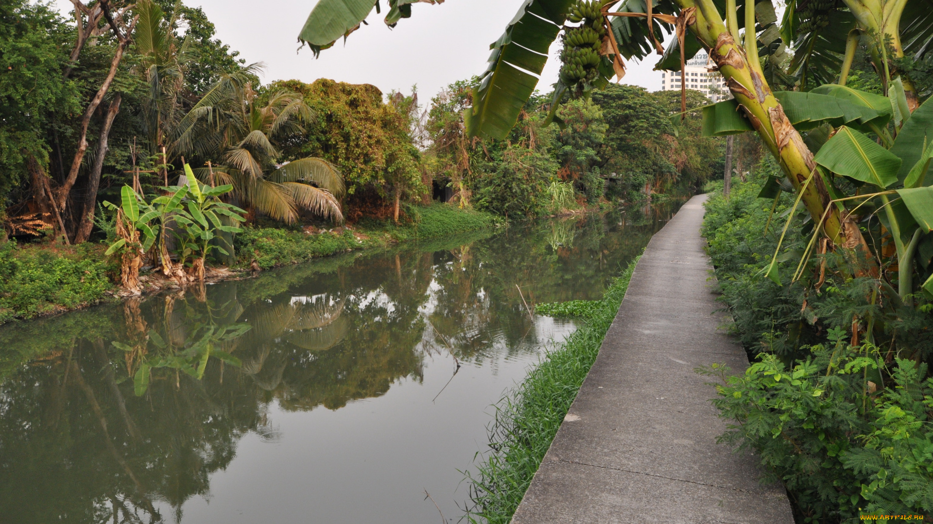 bangkok, canal, таиланд, природа, тропики, канал, берега