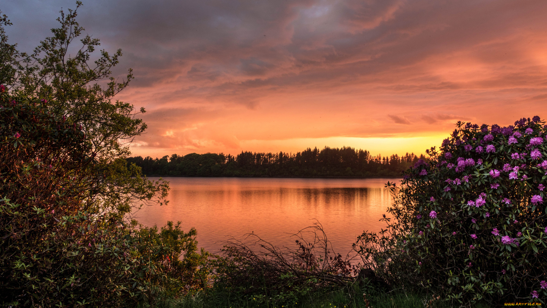 barcraigs, reservoir, scotland, природа, реки, озера, шотландия, закат, кусты, рододендроны, водохранилище, баркрейгс