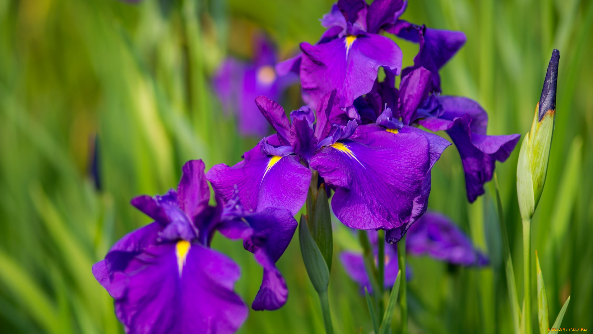цветы, ирисы, фиолетовый