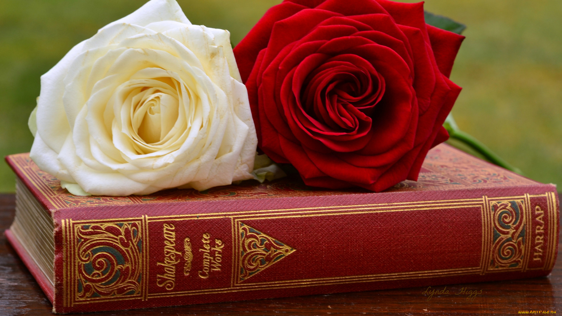 цветы, розы, книга, бутоны