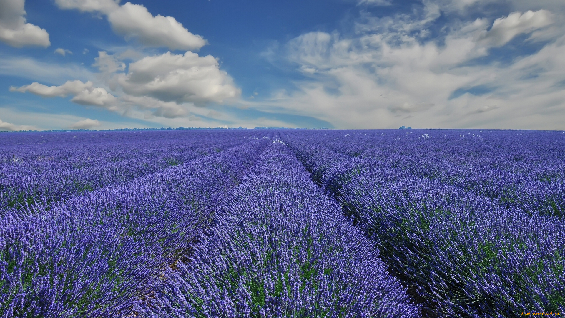 provence, france, природа, поля, лаванда, франция, прованс, облака