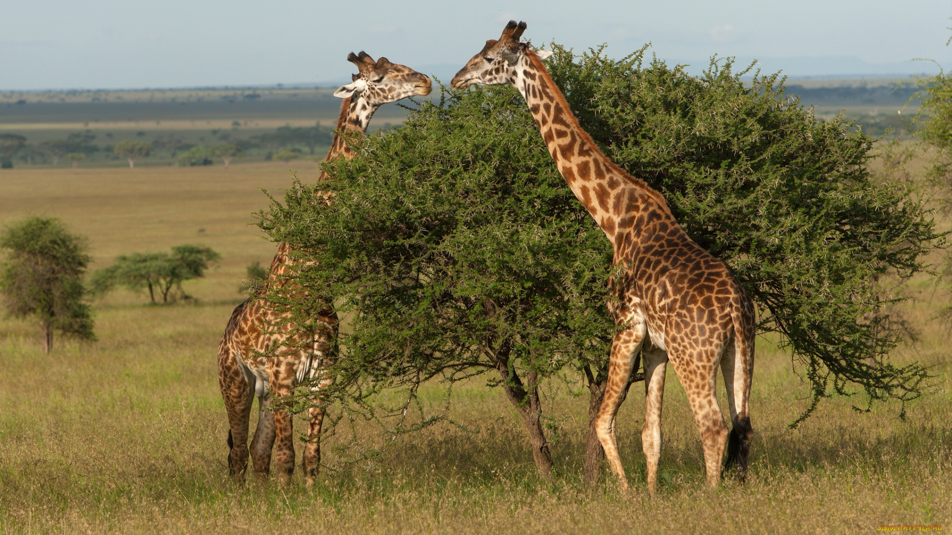 serengeti, national, park, tanzania, животные, жирафы, дерево, танзания