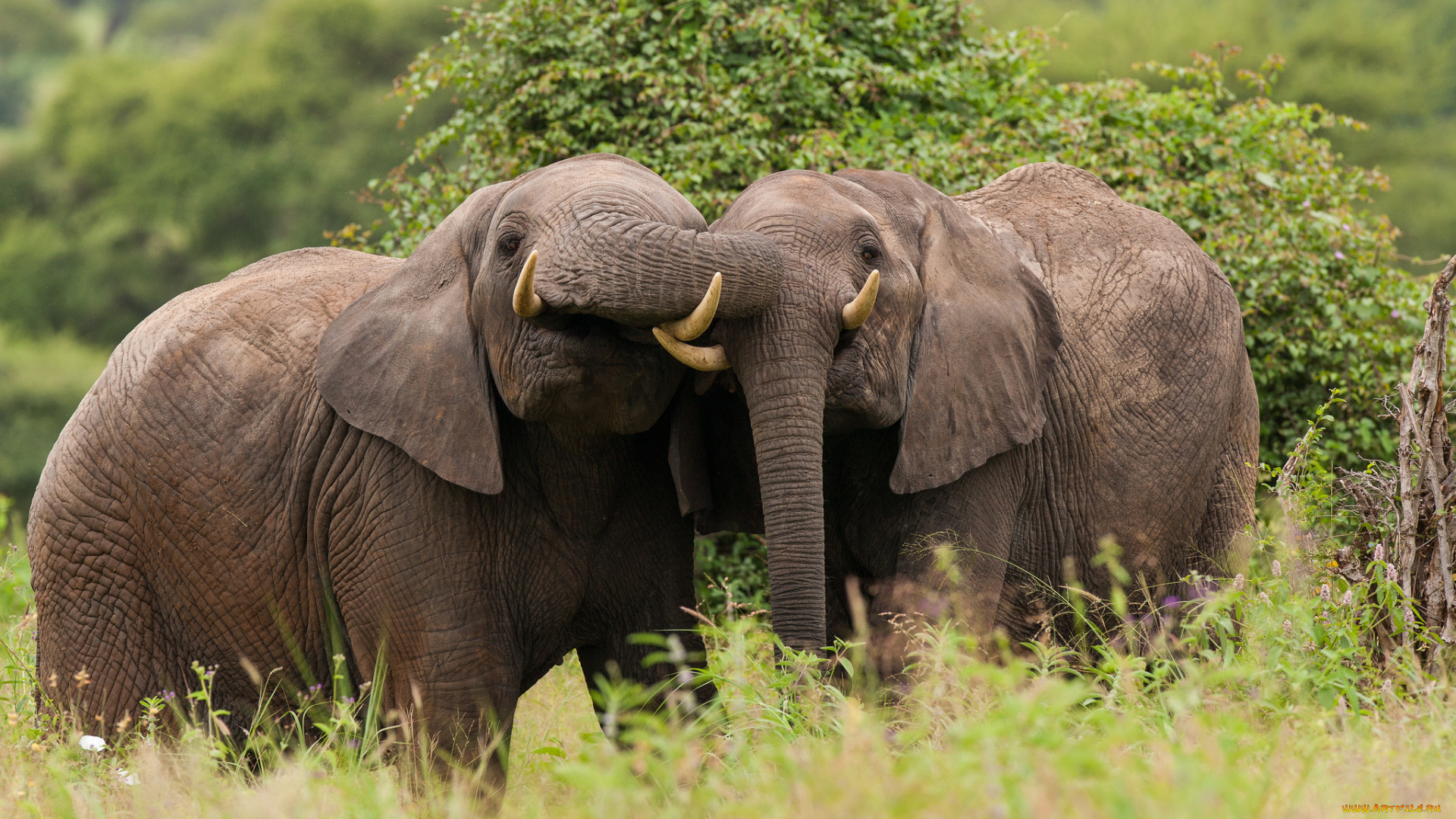 tarangire, national, park, tanzania, животные, слоны, парочка, африканский, слон