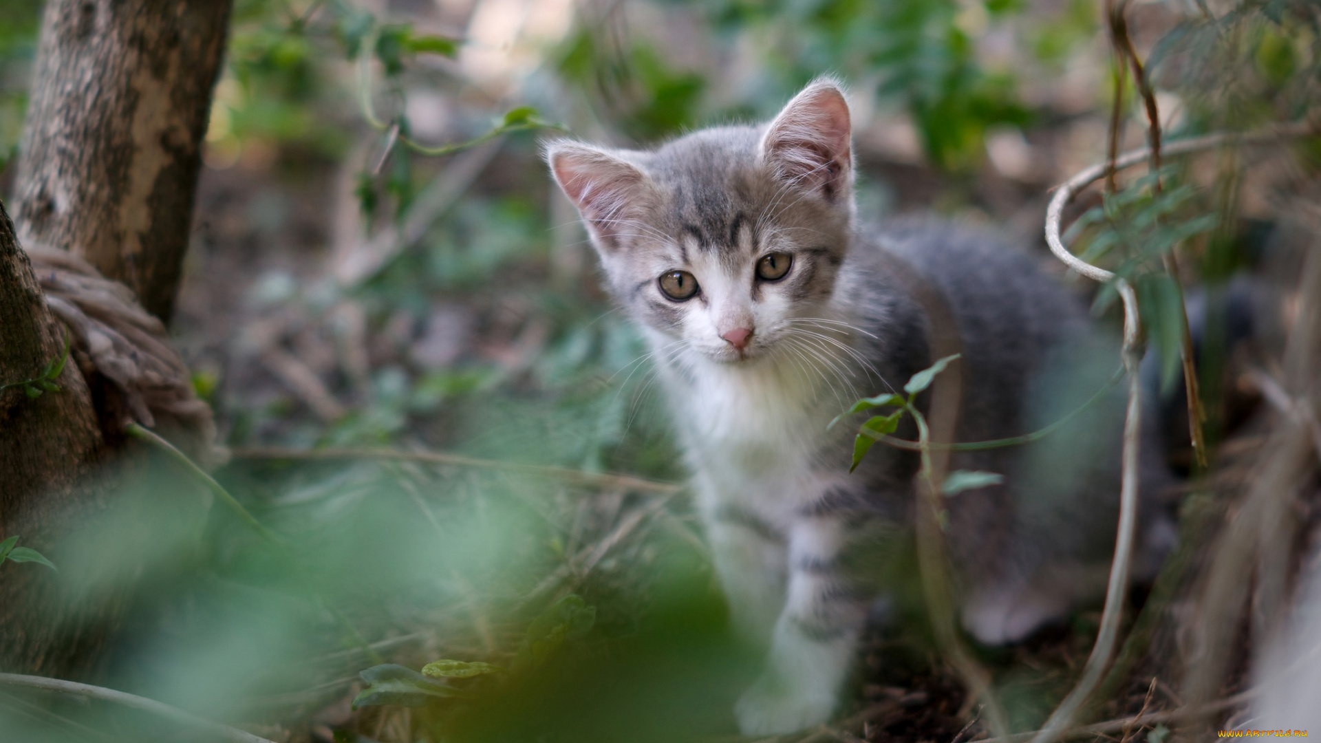 животные, коты, милый, котенок