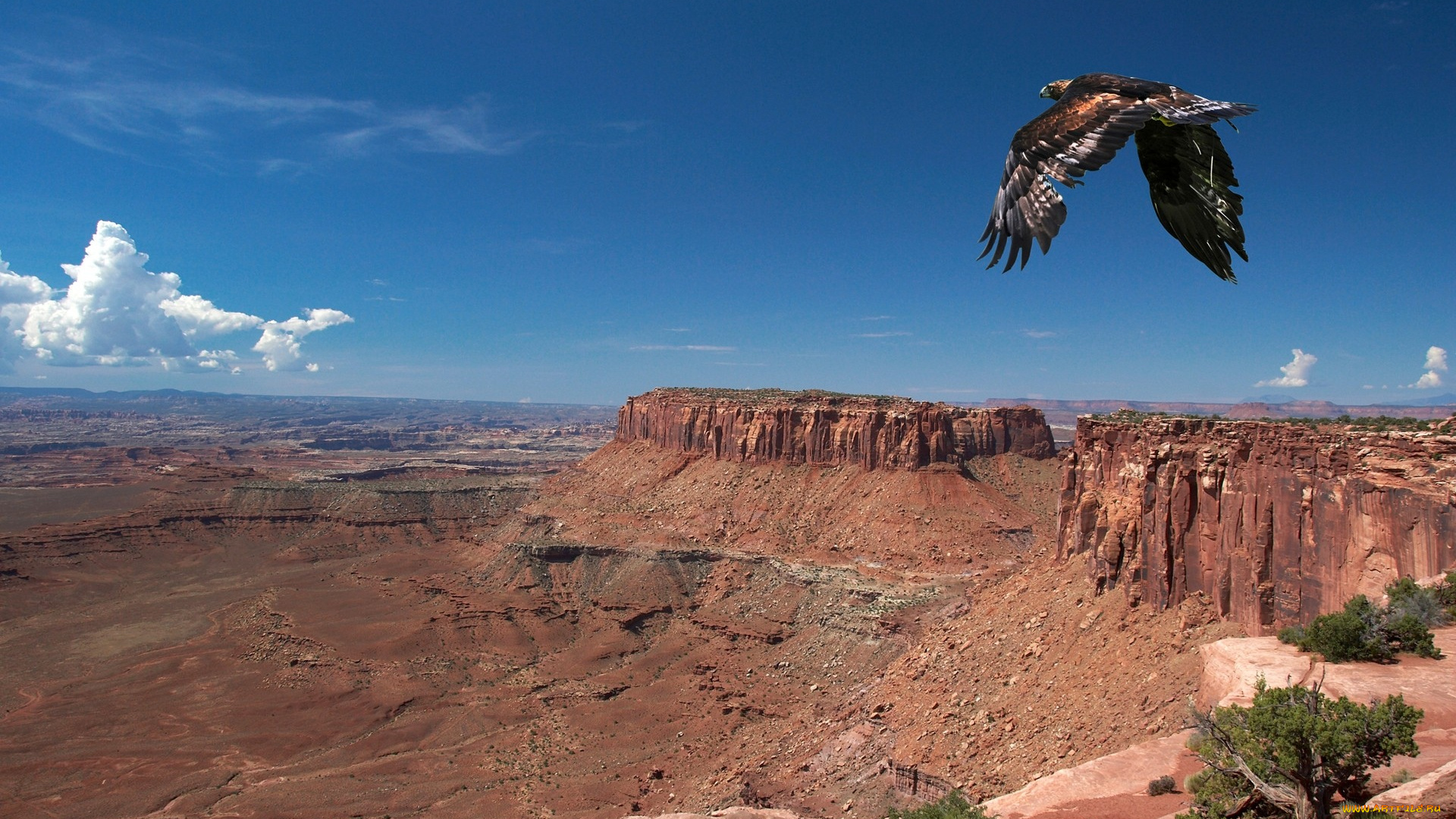 животные, птицы, хищники, горы, каньон, орел, полет, панорама