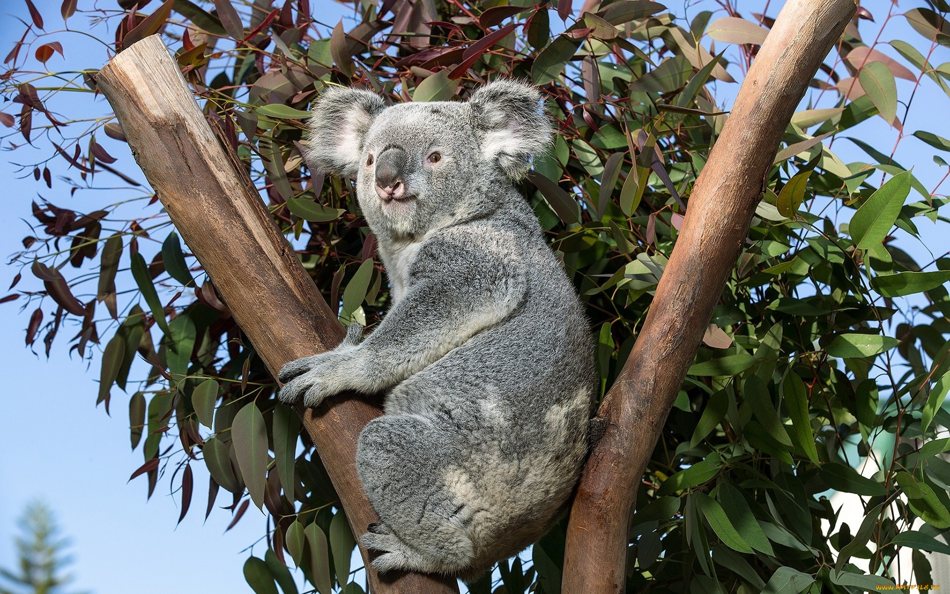 коала, животные, коалы, дерево, ветки, медвежонок