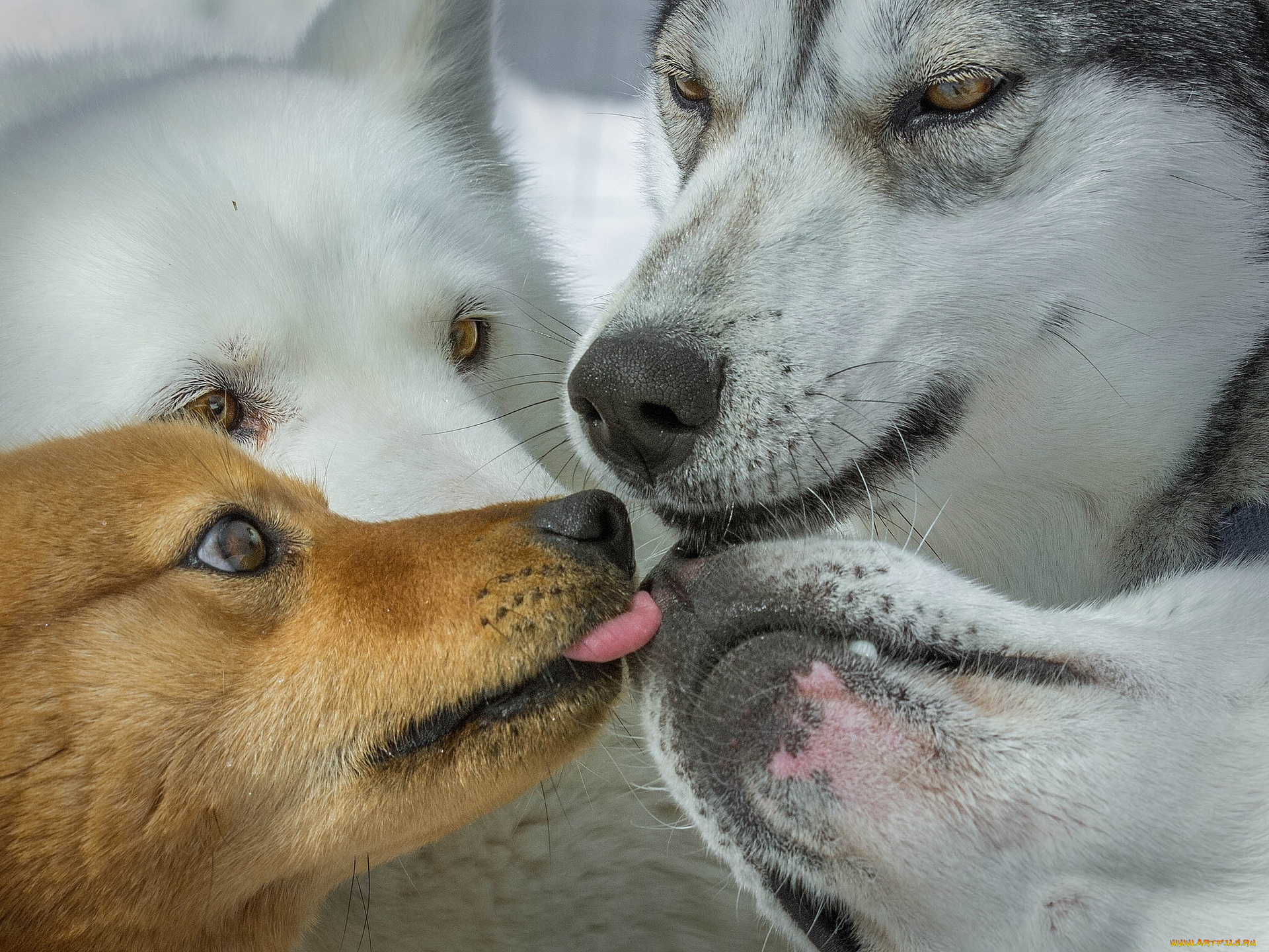 She likes dog. Животные вместе. Картинки кошек и собак. Волк и собака прикольные. Собаки мордой дружат.