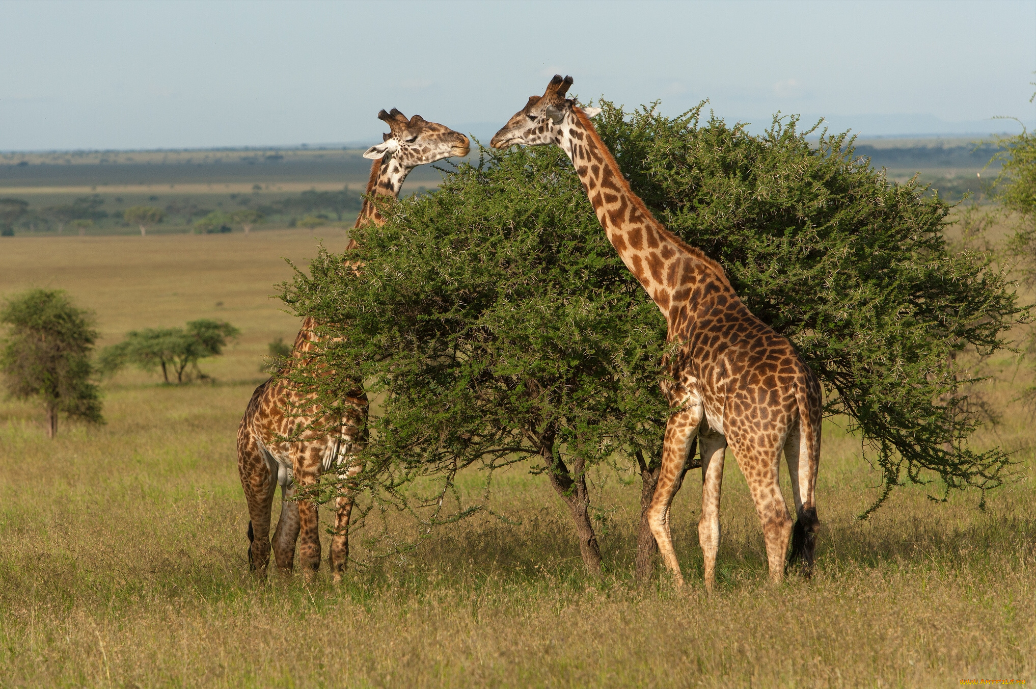 serengeti, national, park, tanzania, животные, жирафы, дерево, танзания