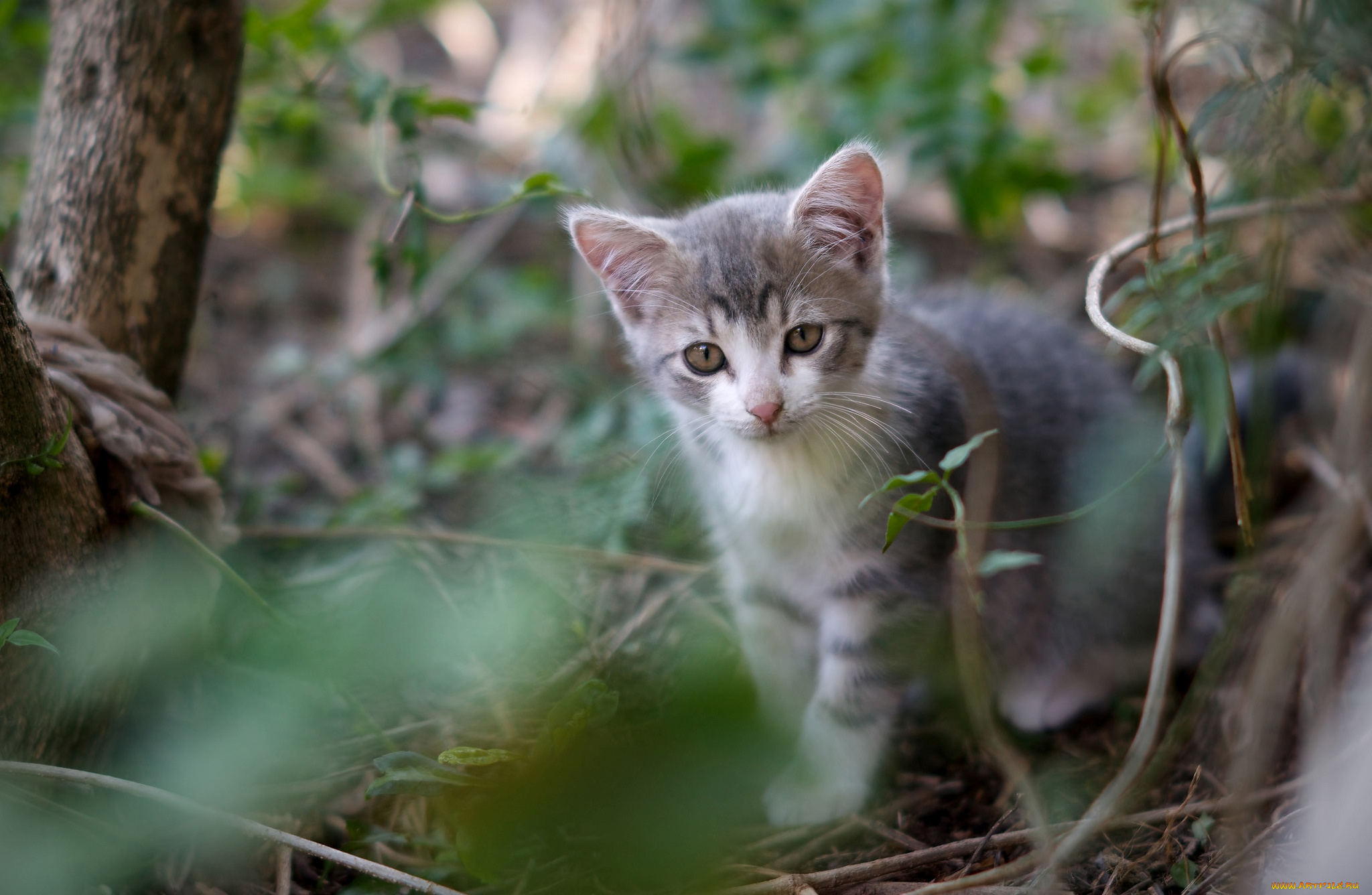 животные, коты, милый, котенок