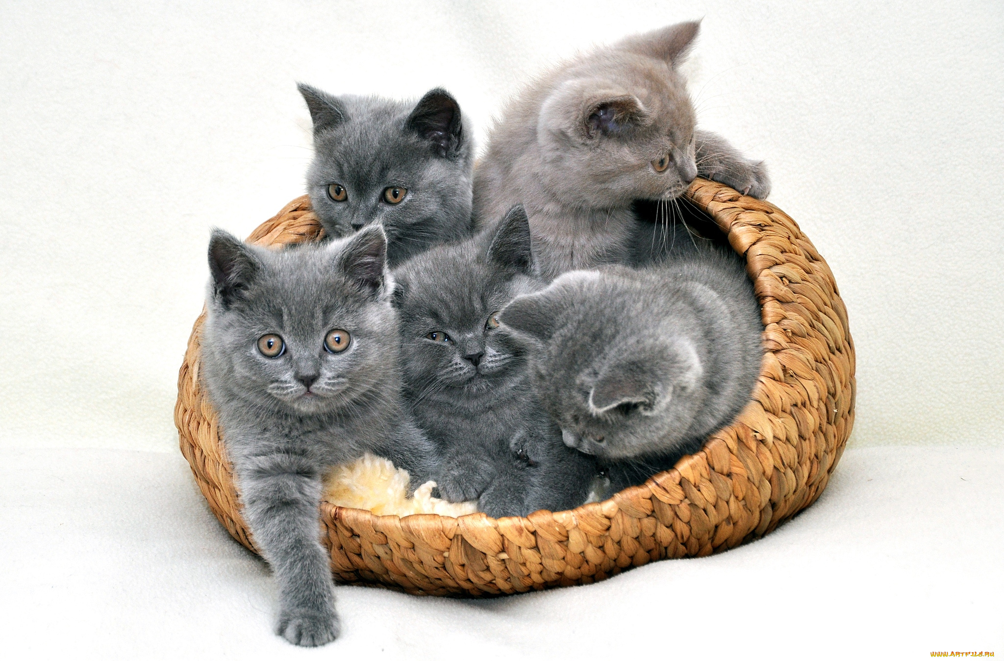 природа животные котята корзина рыжий серый nature animals kittens basket red grey без смс