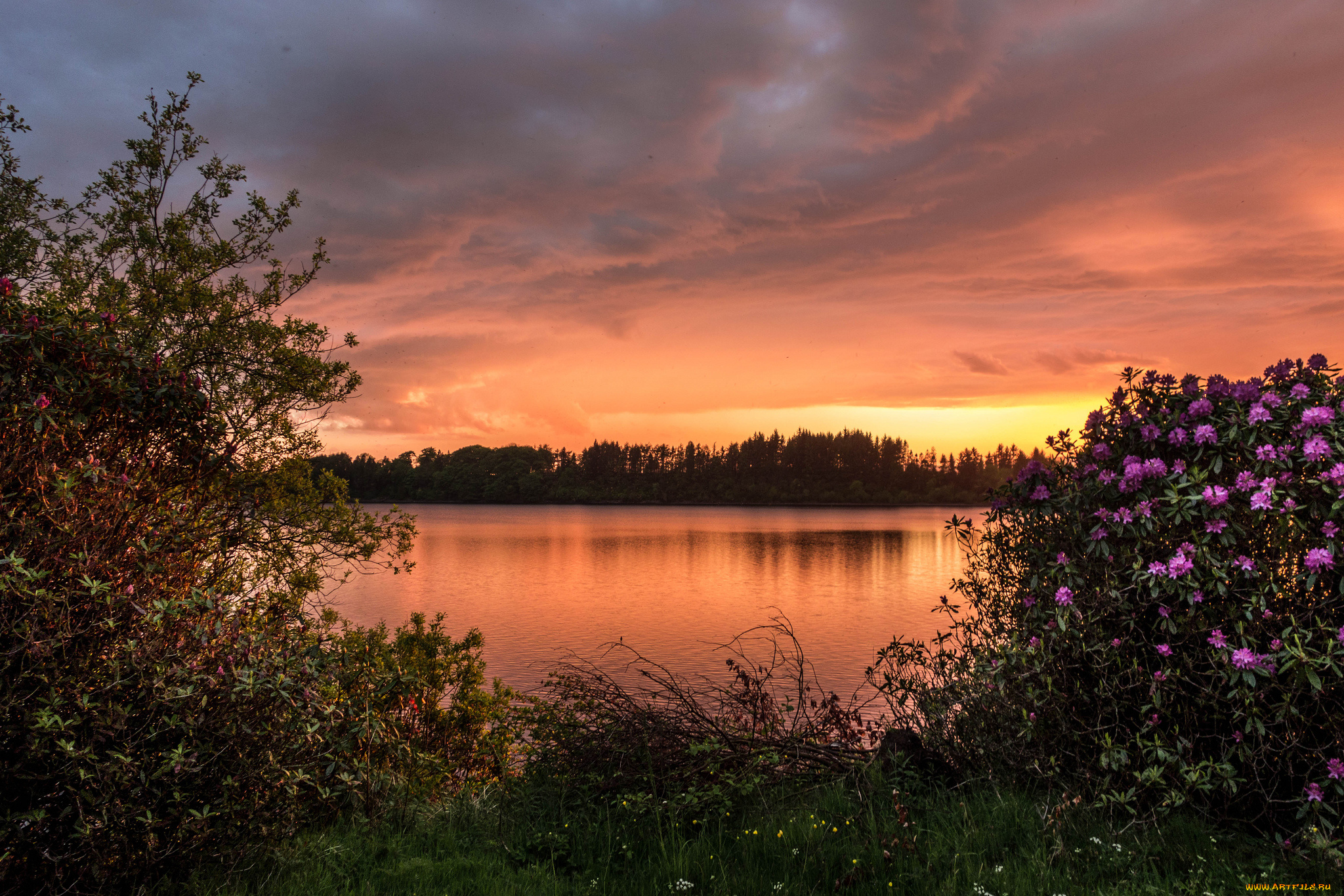 barcraigs, reservoir, scotland, природа, реки, озера, шотландия, закат, кусты, рододендроны, водохранилище, баркрейгс