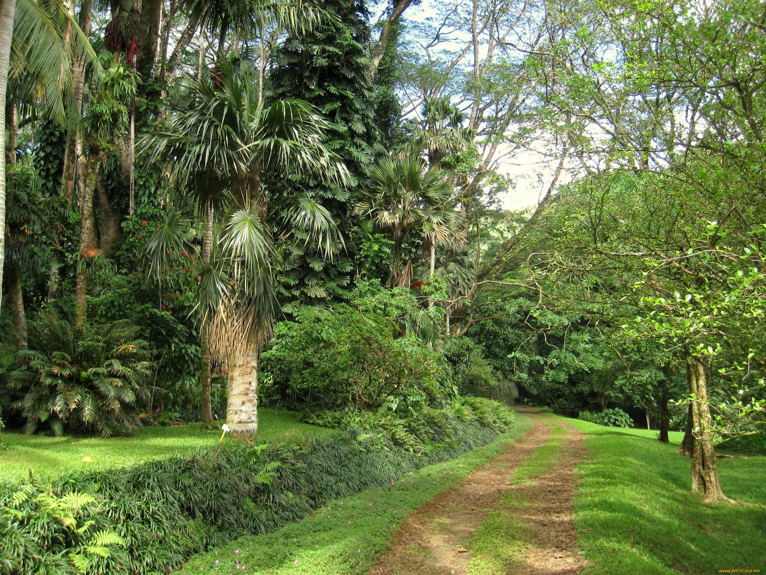 lyon, arboretum, oahu, hawaii, природа, парк, растения, ботанический, сад