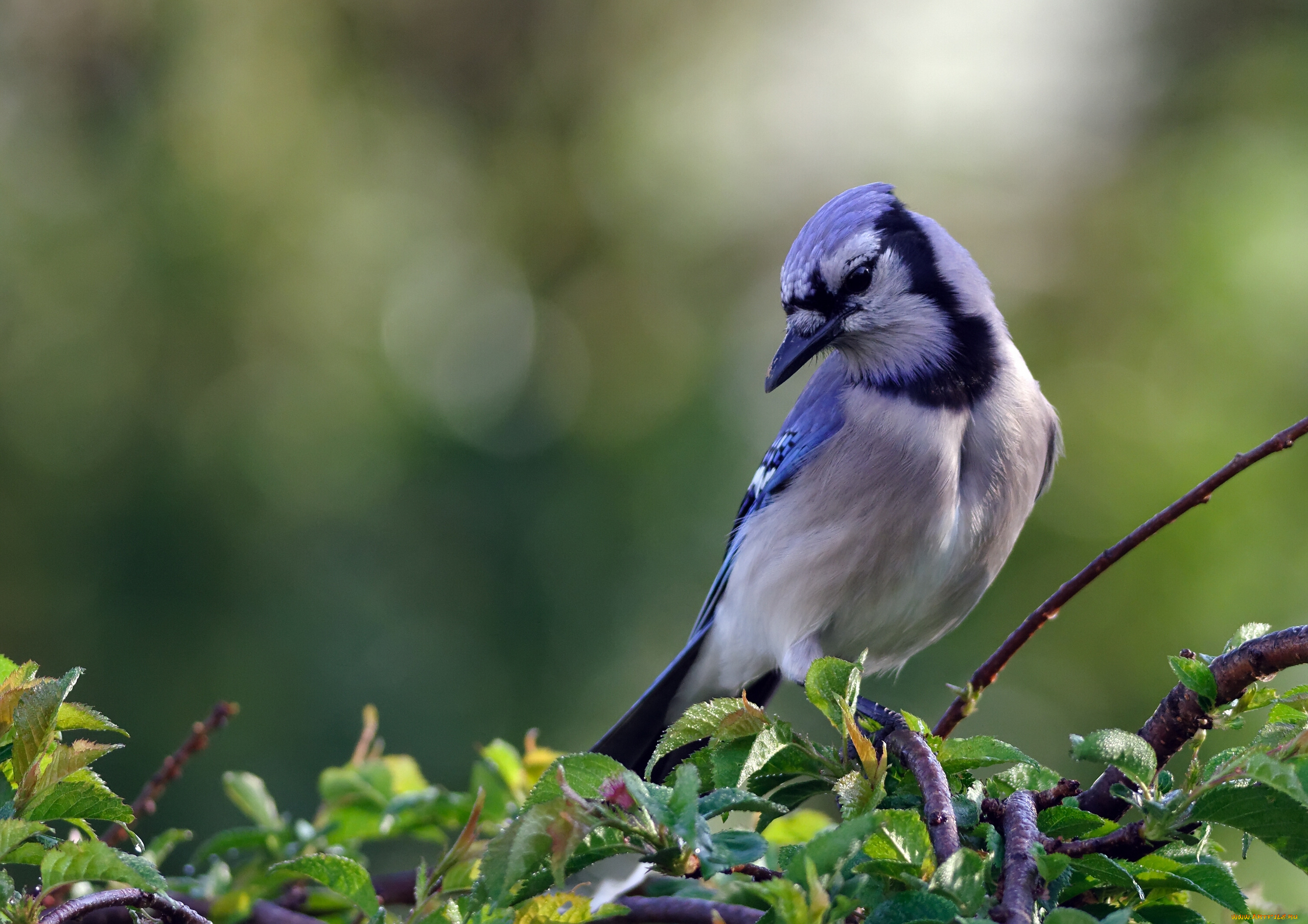птица синяя животное природа бесплатно