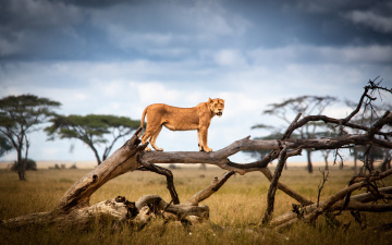 Картинка животные львы львица дерево