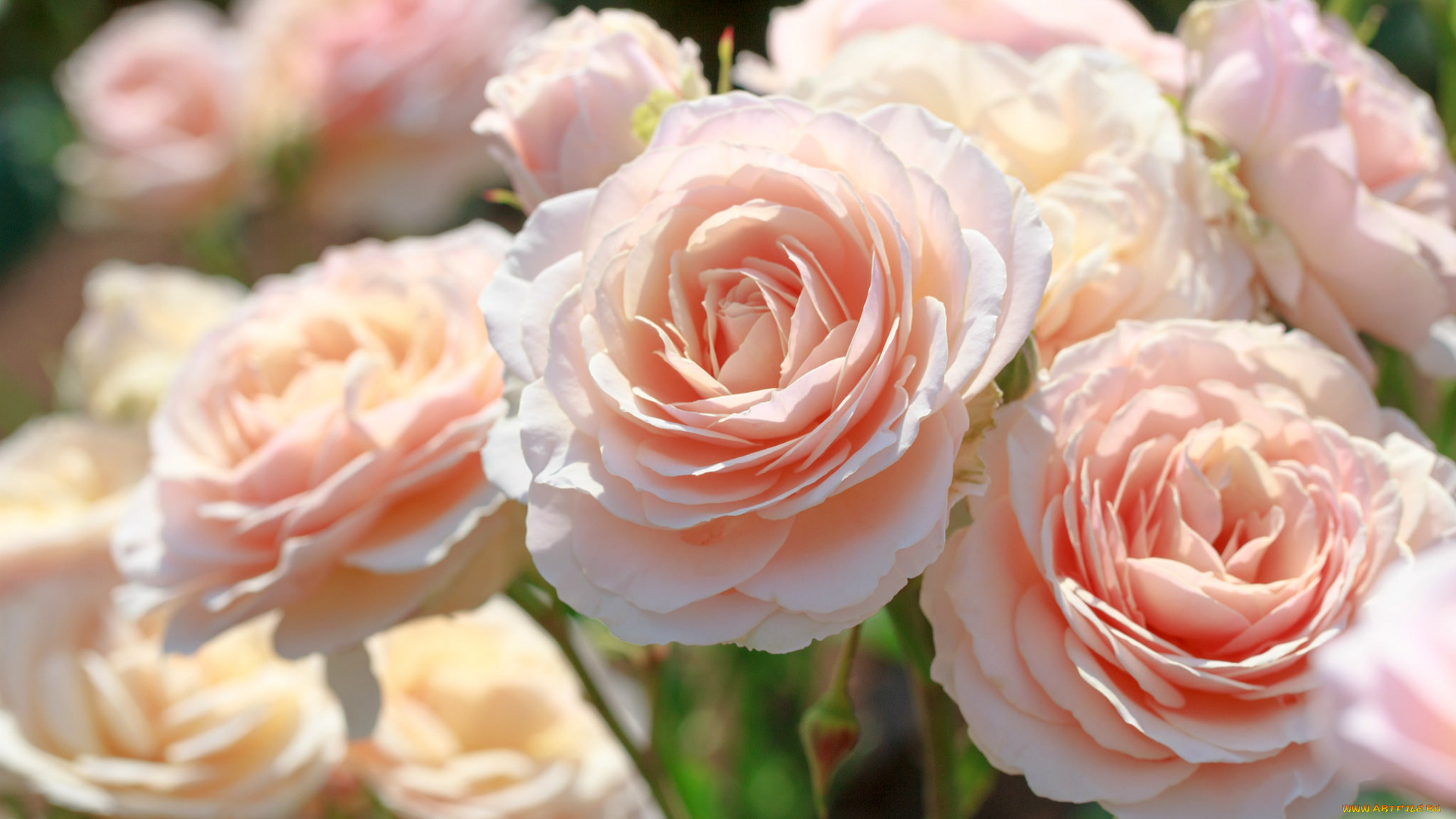 цветы, розы, красота, розовый, макро, нежность