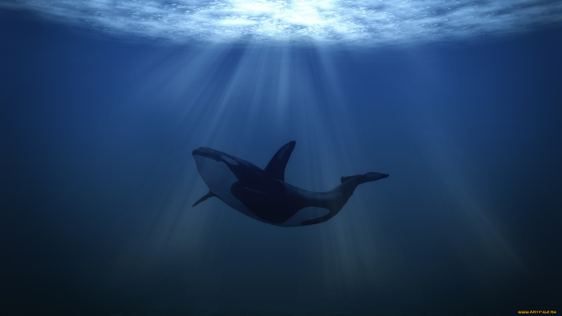 животные, дельфины, подводный, мир, море, касатка, свет, whale, sea, underwater