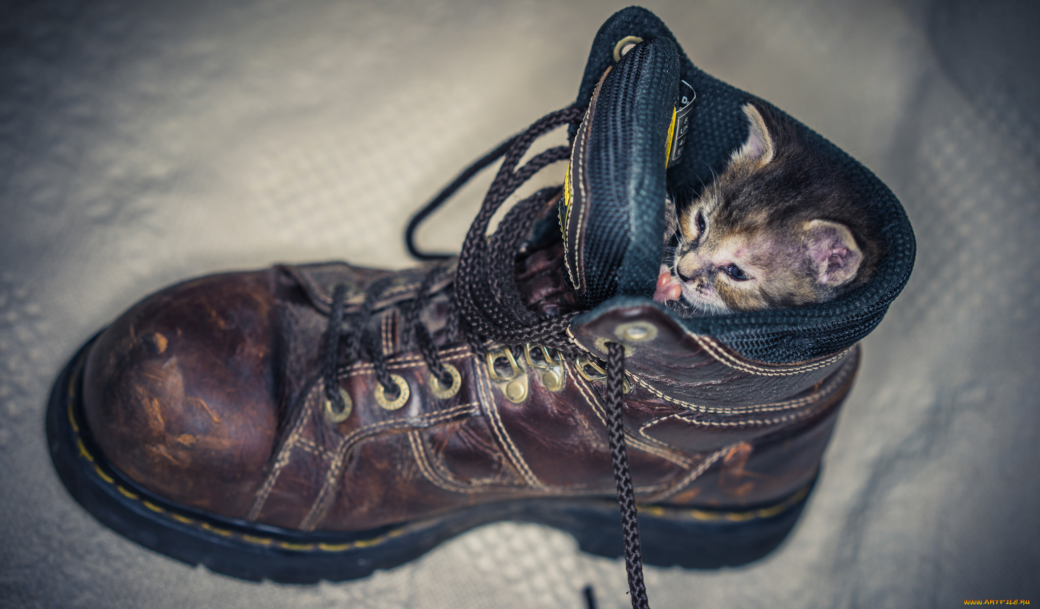 животные, коты, удобно, шнурки, ботинок, устроился, котёнок