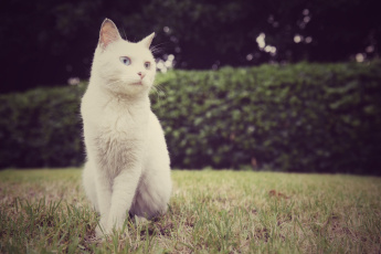 Картинка животные коты белый кошак кот взгляд поза
