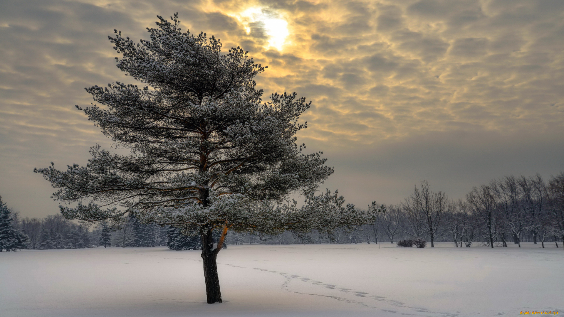 природа, деревья, дерево, снег, зима