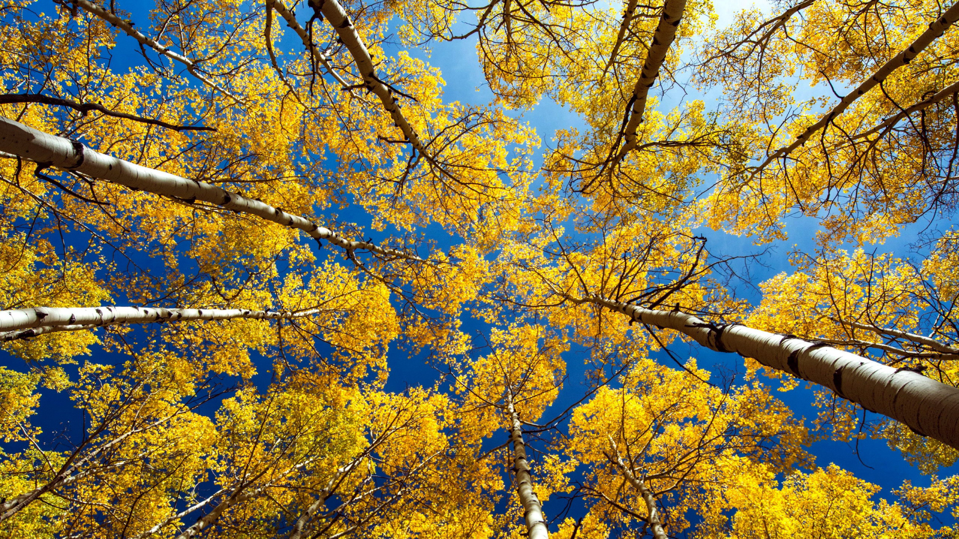 природа, деревья, осень, небо, кроны, березы