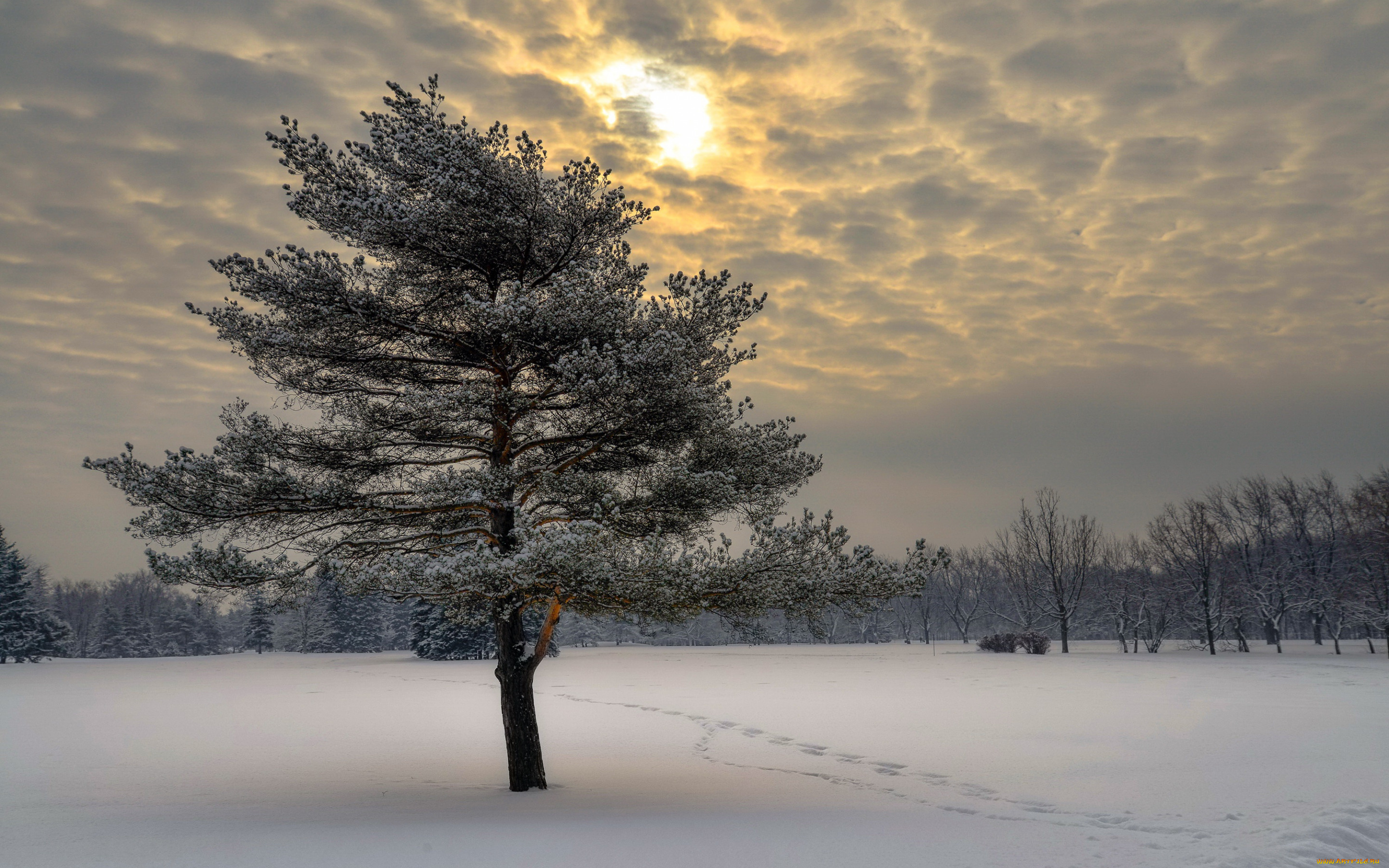 природа, деревья, дерево, снег, зима