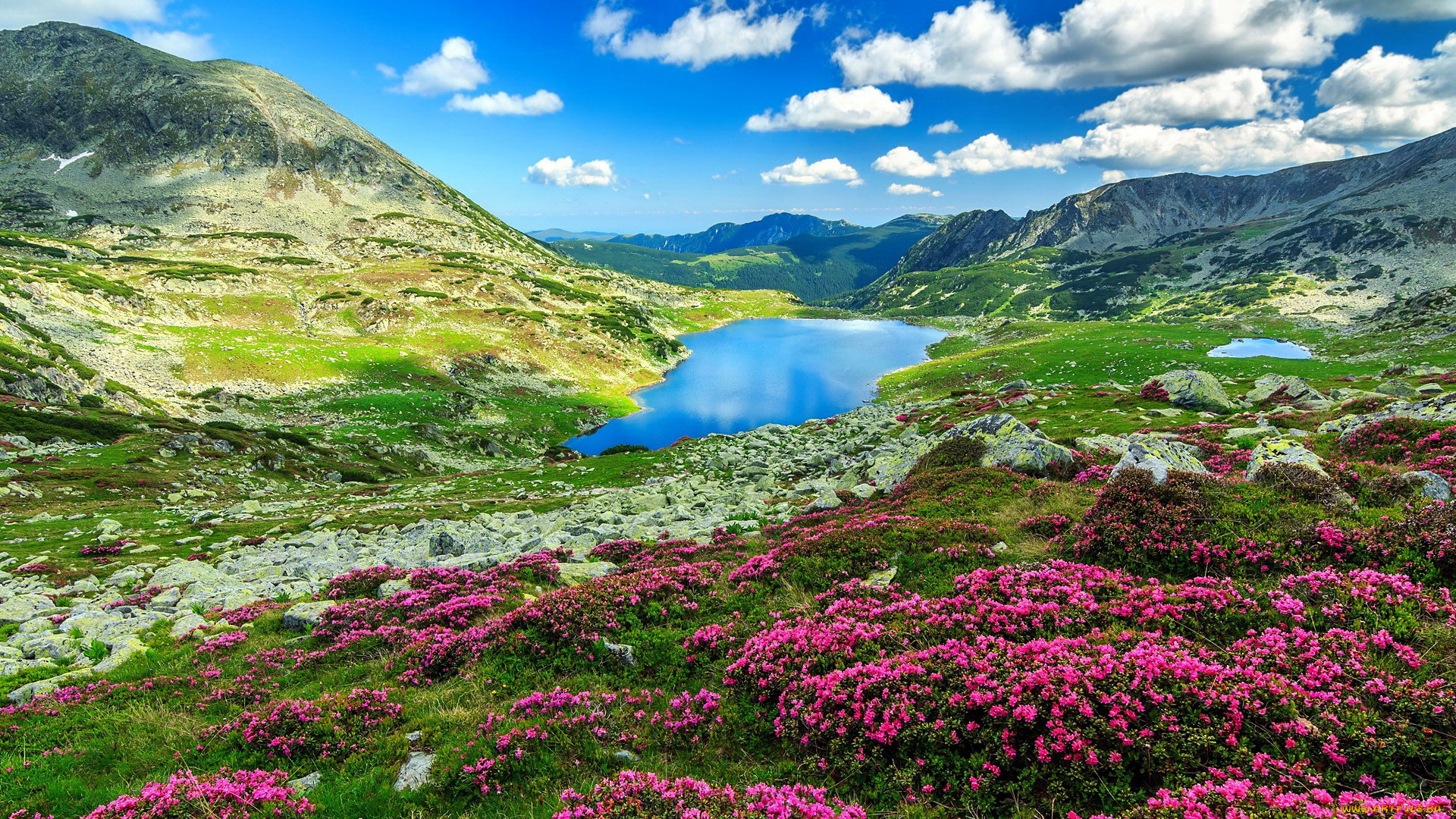 природа, горы, озеро, луг, цветы