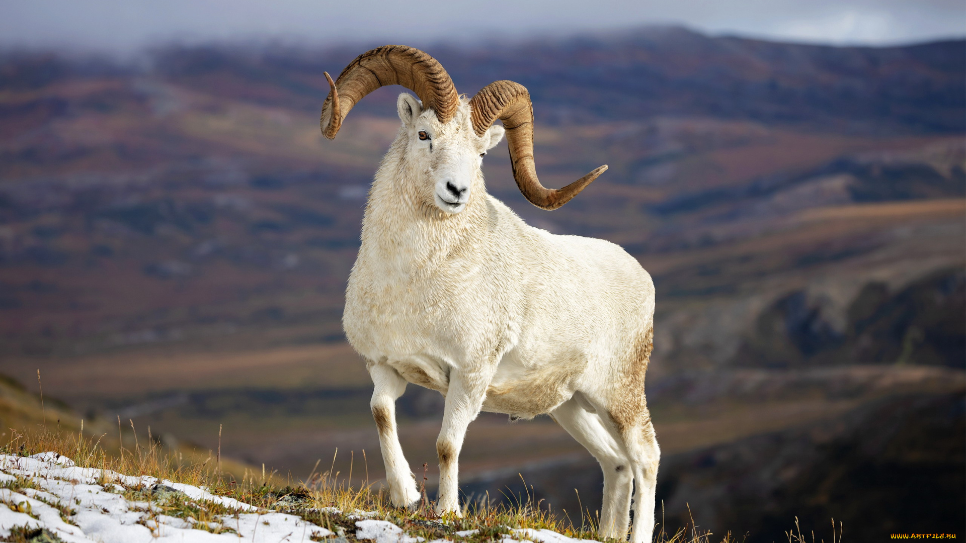 баран, далла, dall, sheep, животные, овцы, , бараны, баран, далла, dall, sheep