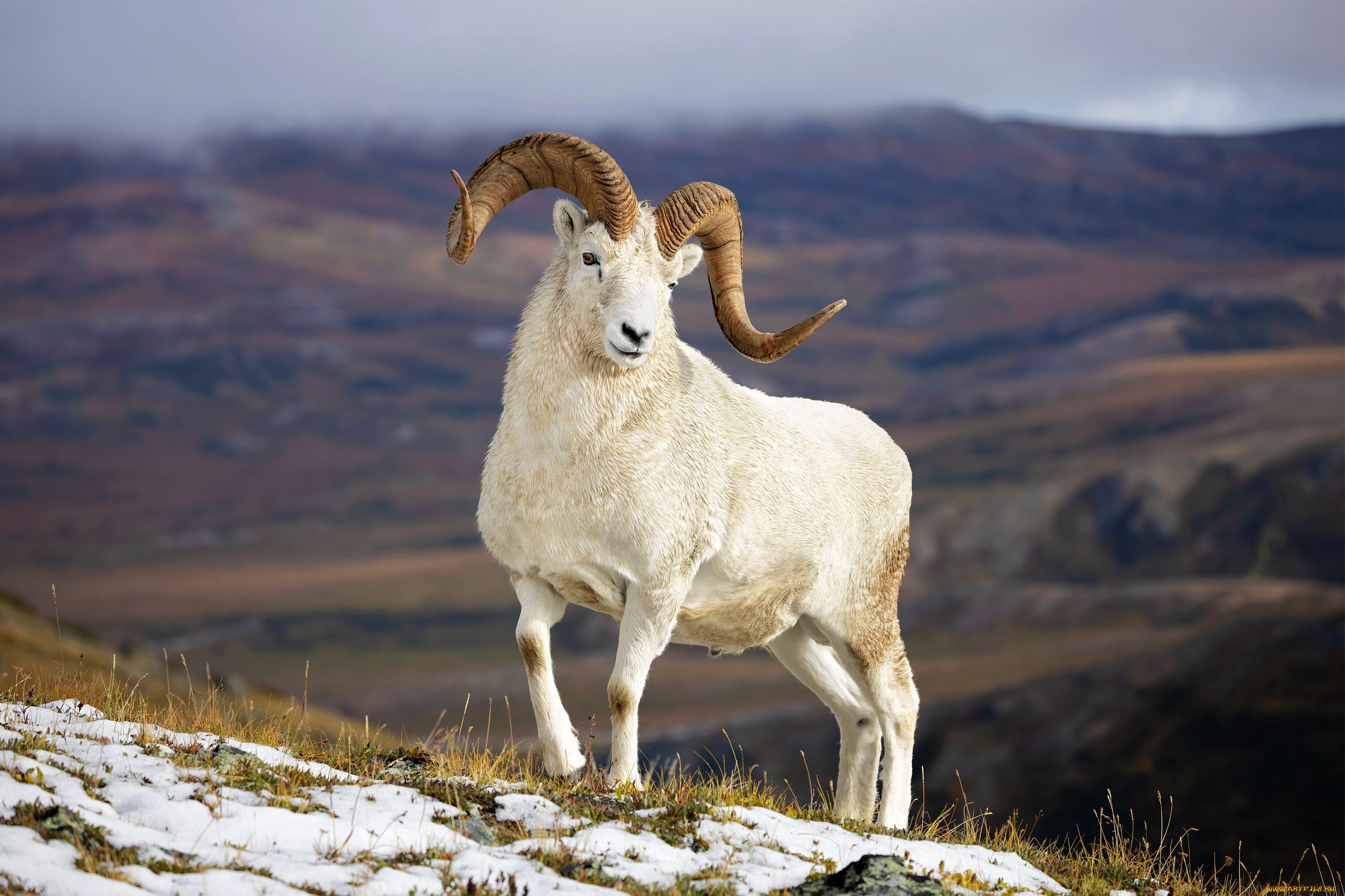 баран, далла, dall, sheep, животные, овцы, , бараны, баран, далла, dall, sheep