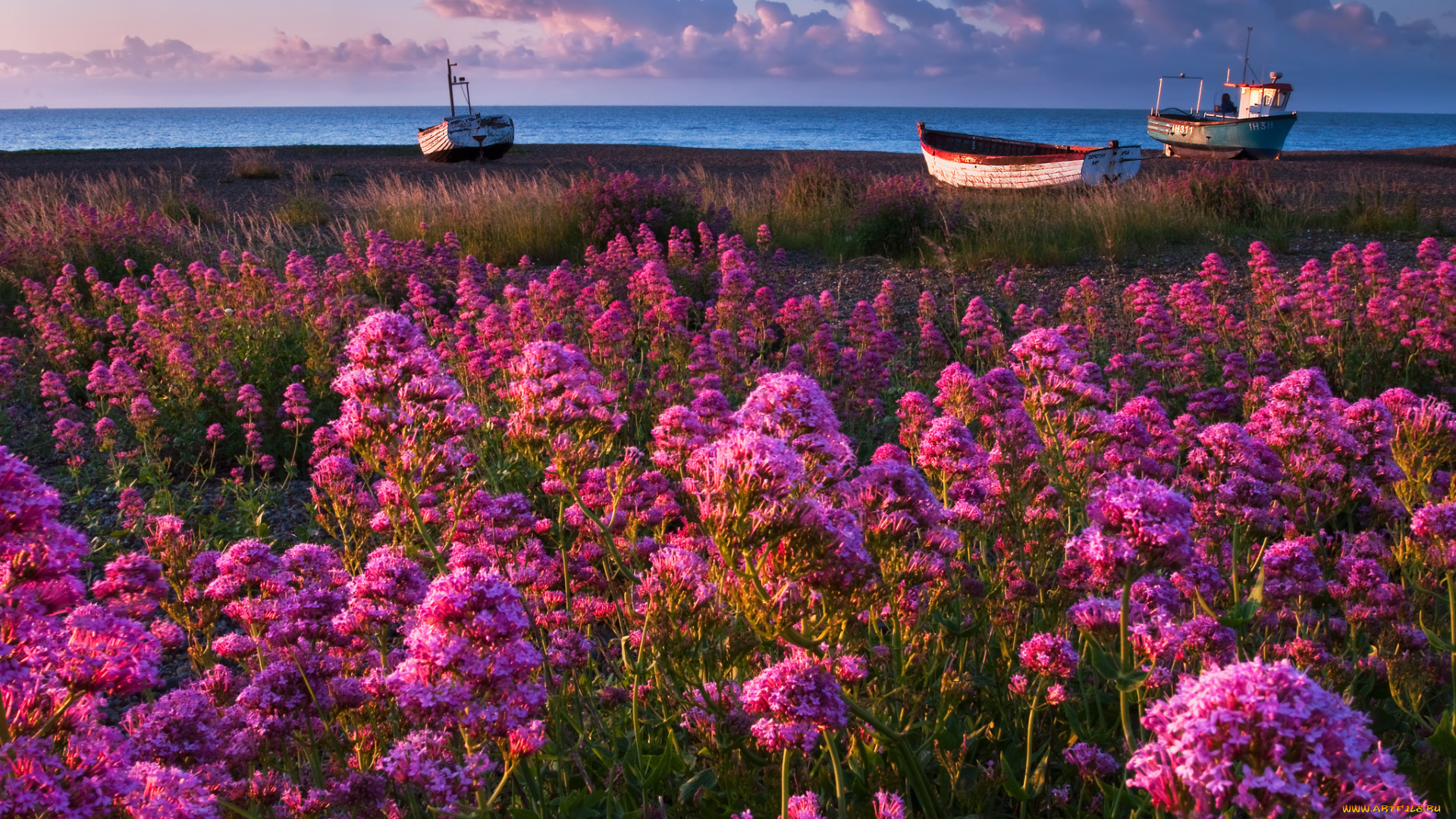 природа, побережье, цветы, лодки, море