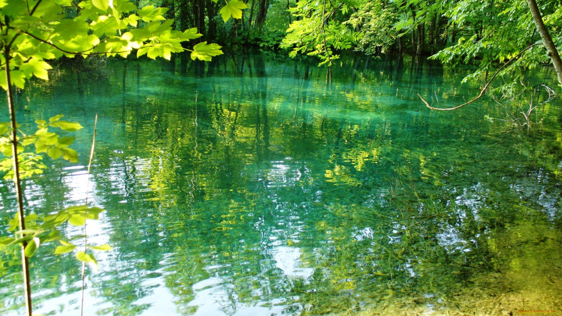 природа, реки, озера, река, деревья, отражение
