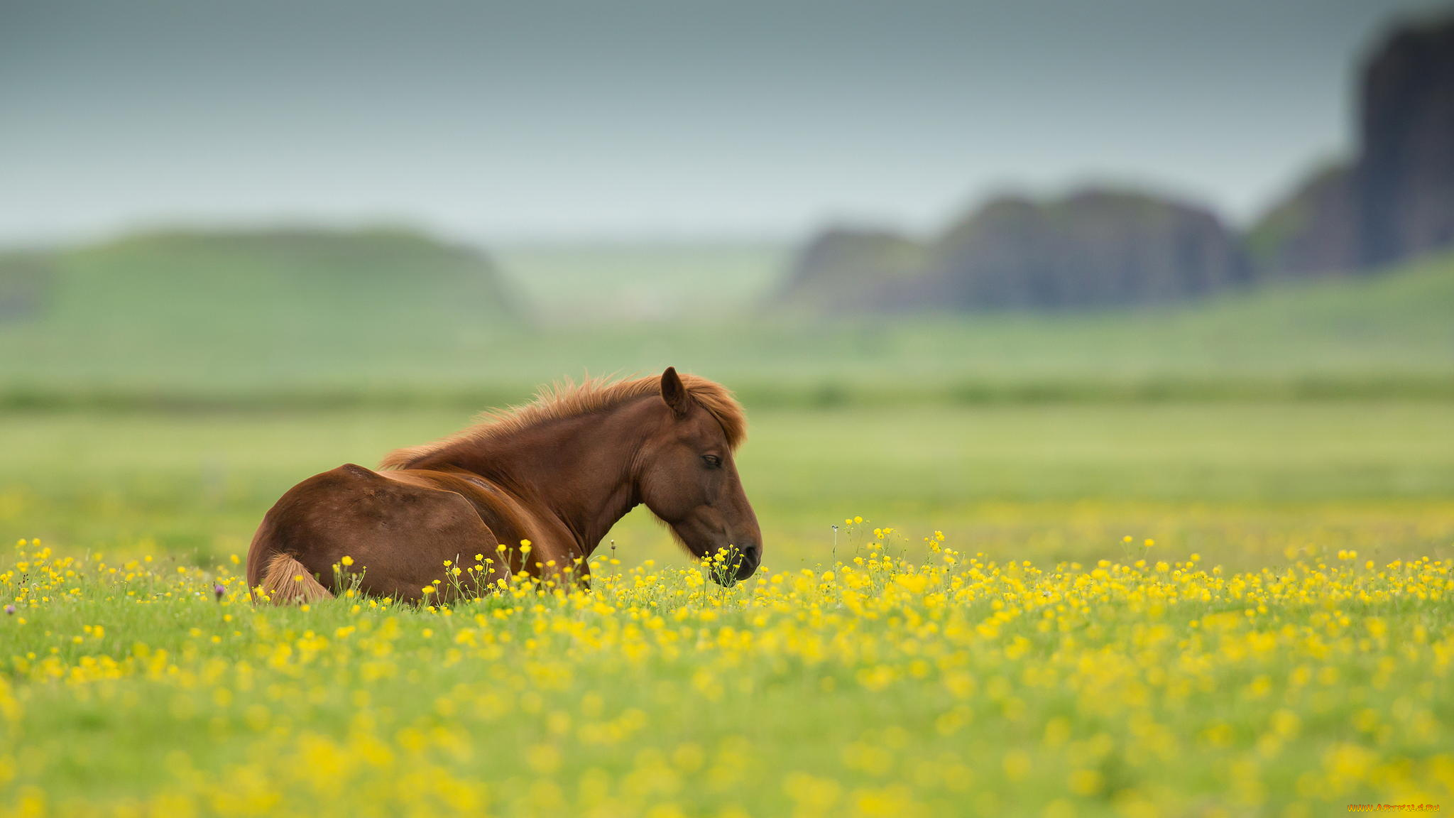 животные, лошади, природа, лето, цветы, поле