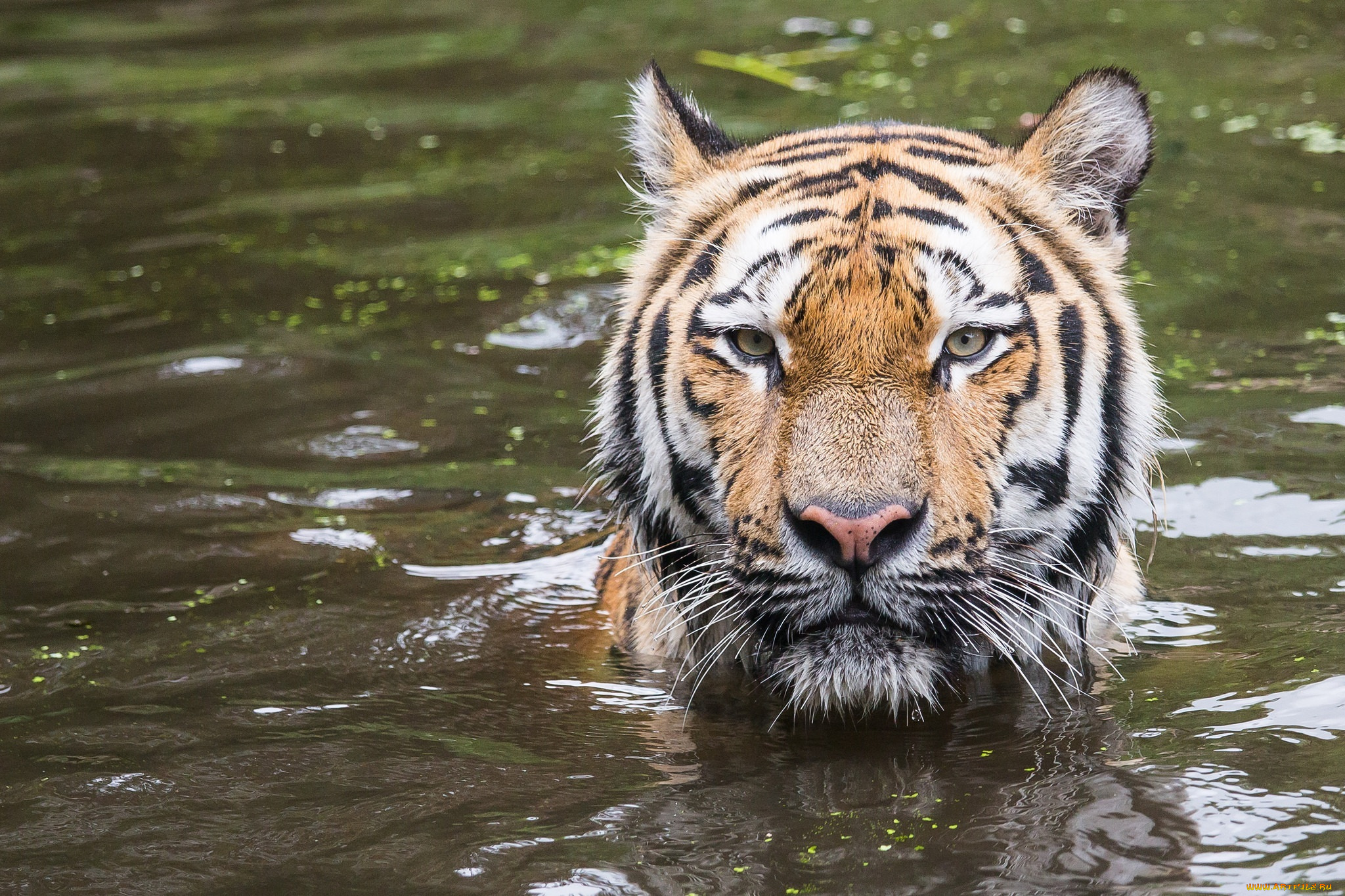 животные, тигры, вода, морда, купание