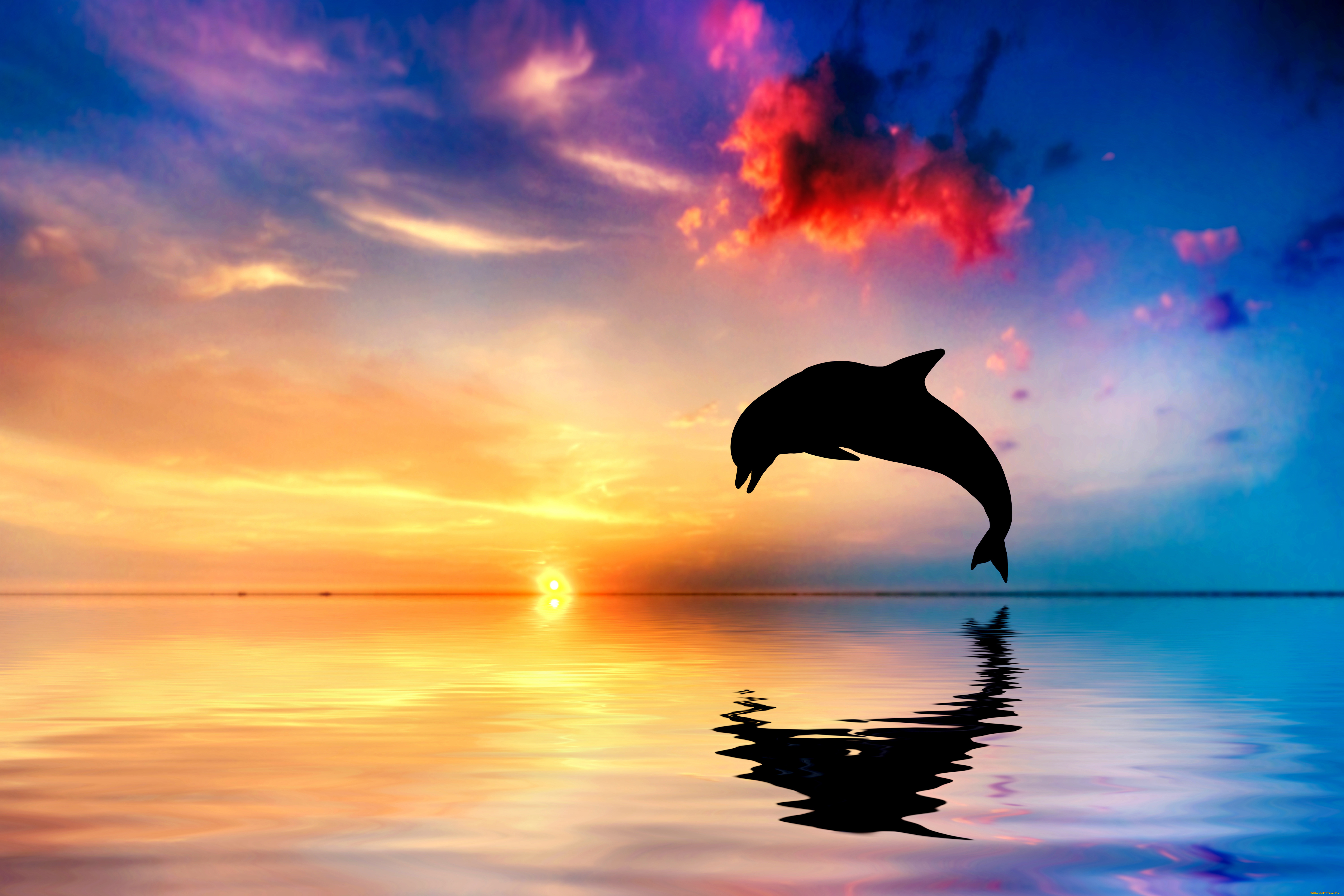 животные, дельфины, закат, отражение, океан, силуэт, прыжок, дельфин