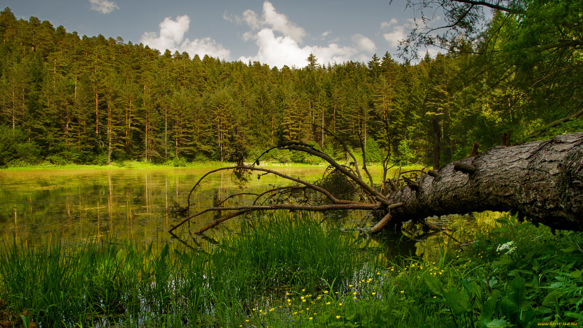 природа, реки, озера, река, лес