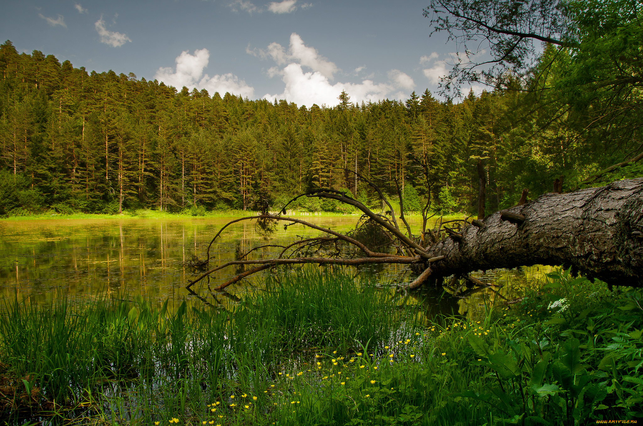 природа, реки, озера, река, лес