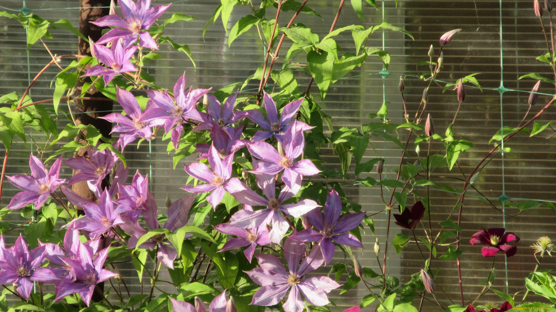 цветы, клематис, , ломонос, лето, 2018