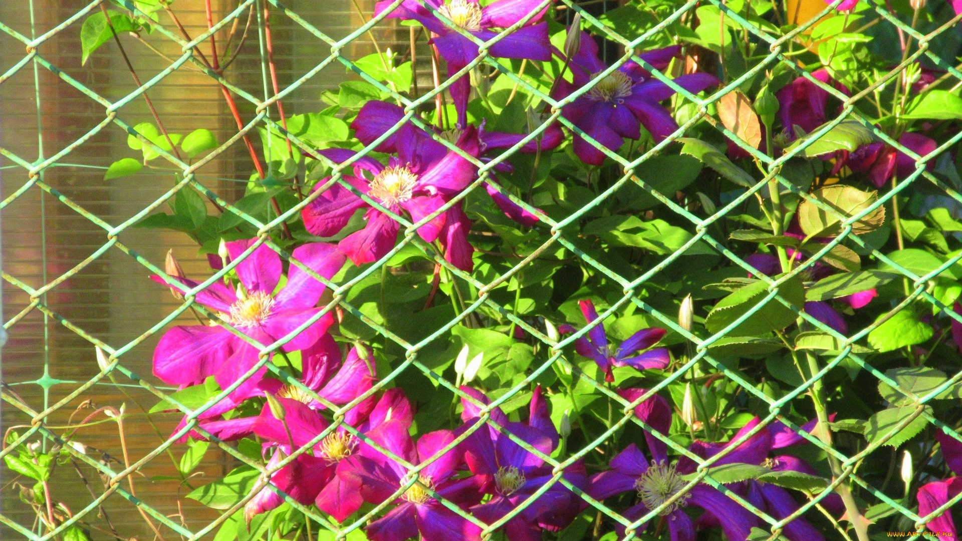 цветы, клематис, , ломонос, весна, 2018