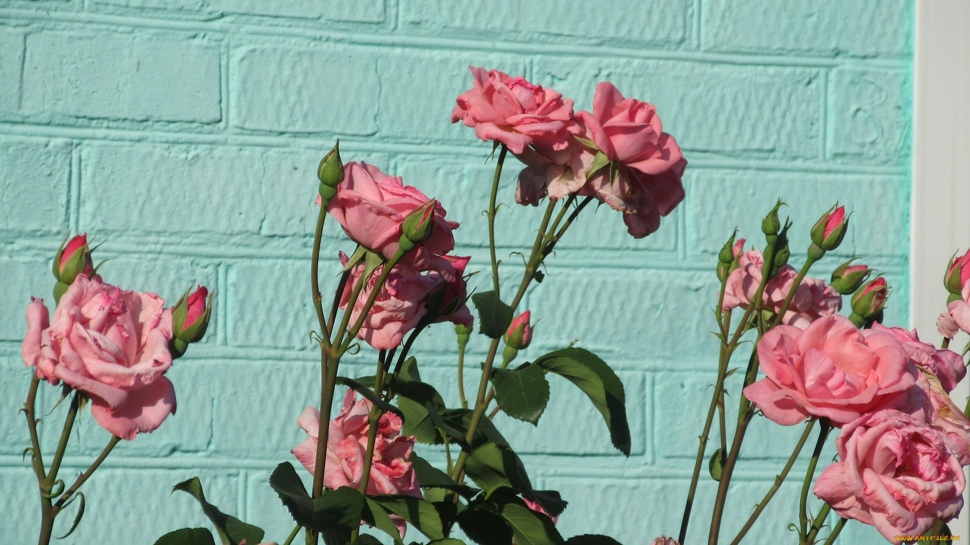 цветы, розы, лето, 2018