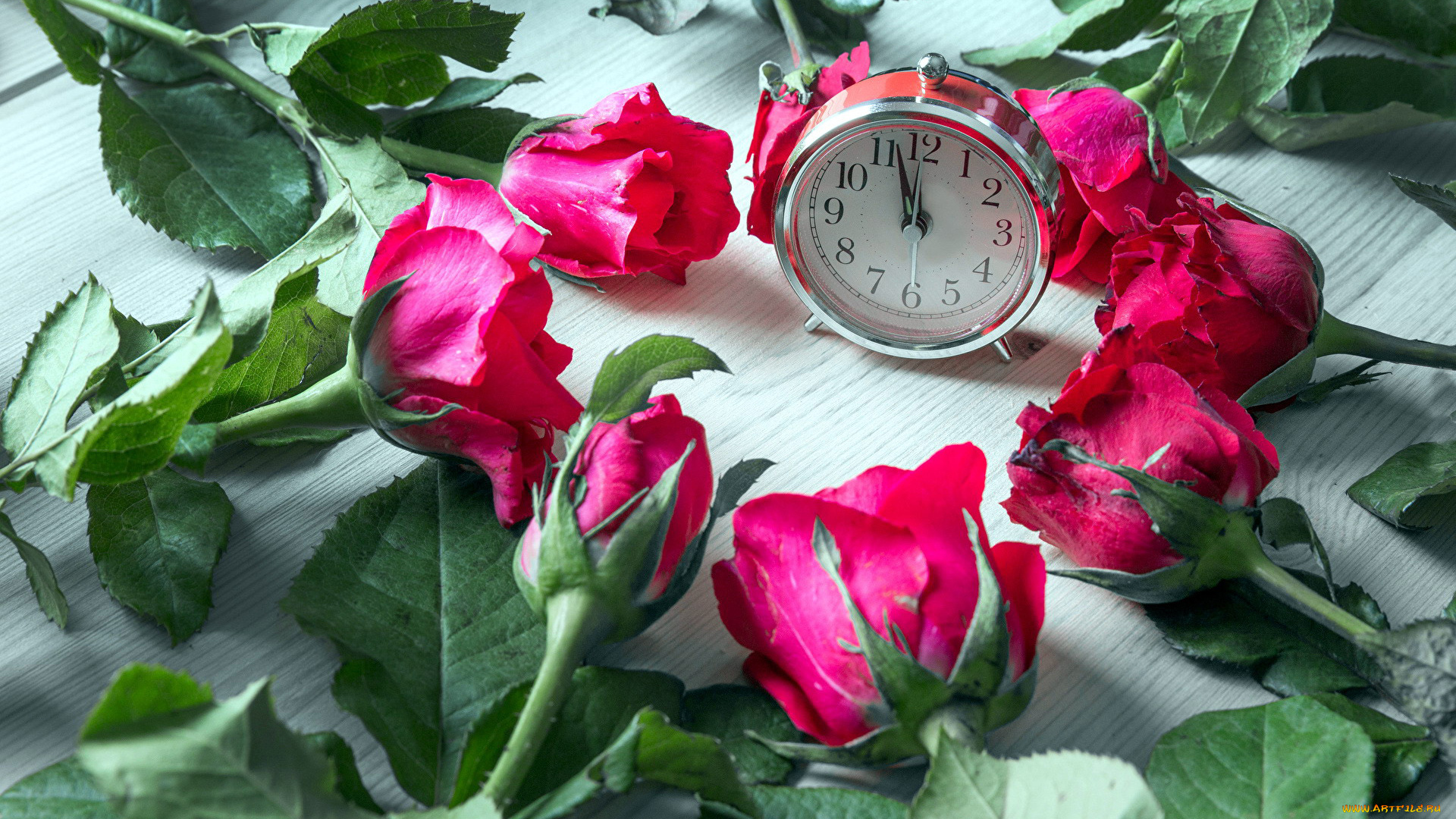 цветы, розы, бутоны, будильник