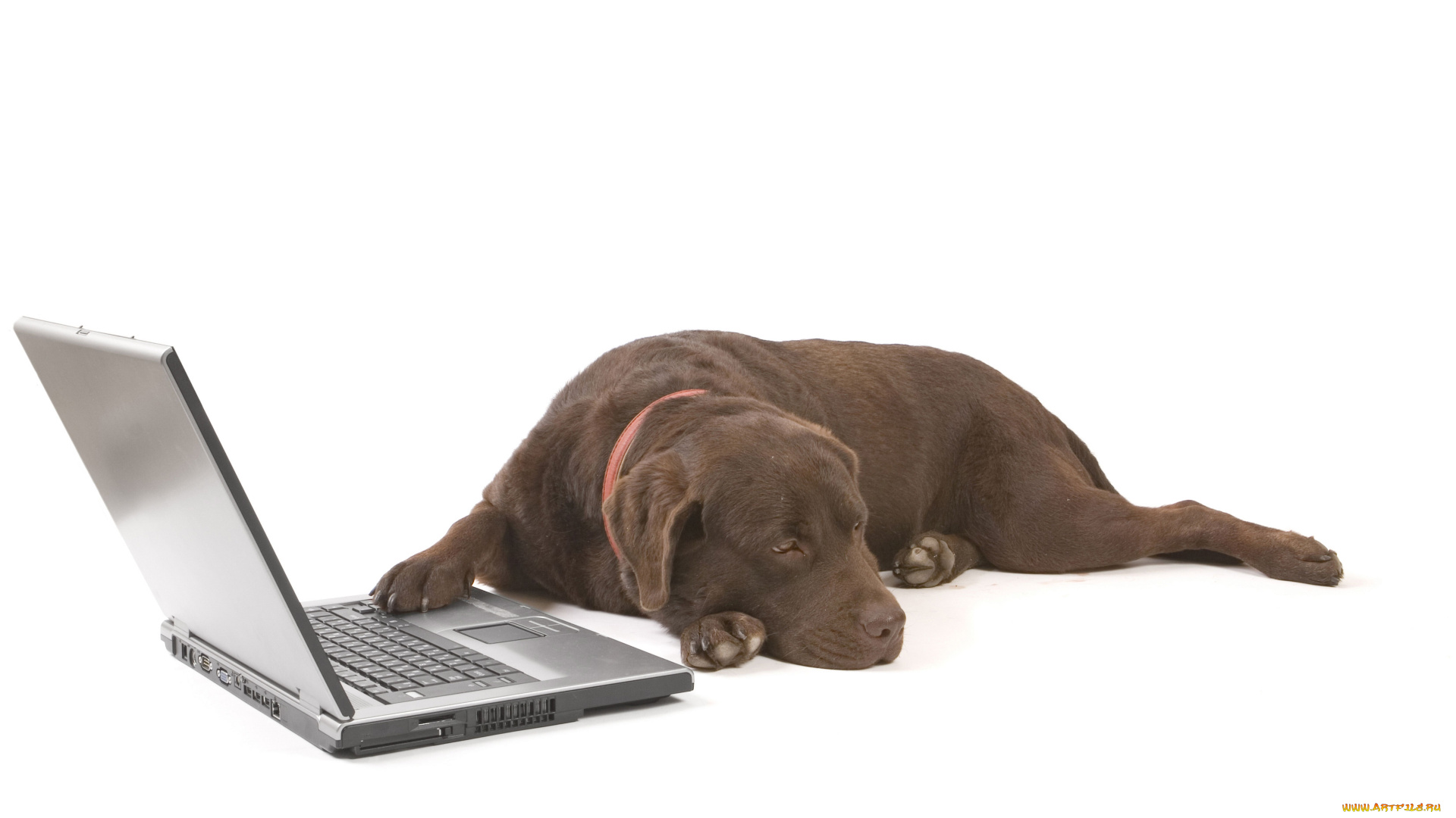 животные, собаки, лэптоп, ноутбук