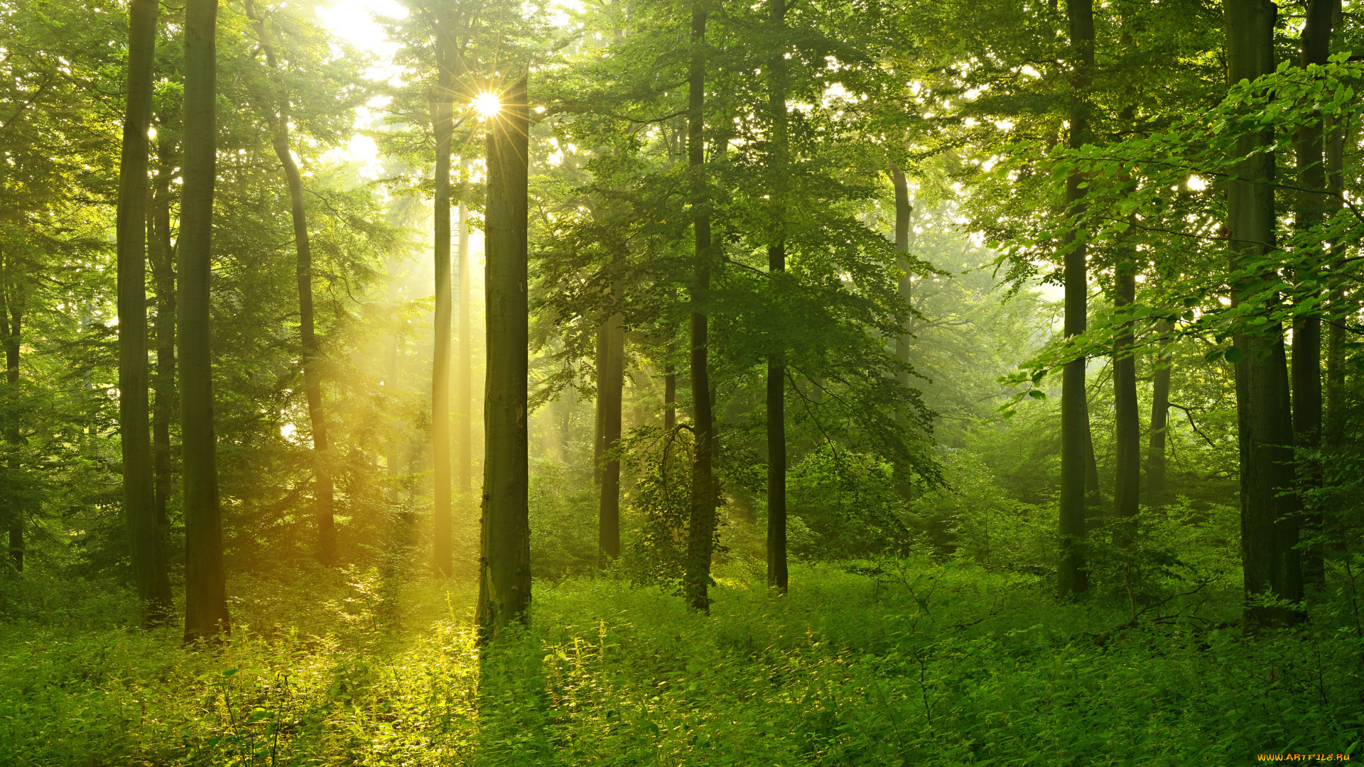 природа, лес, лето, деревья, солнечные, лучи, зелень