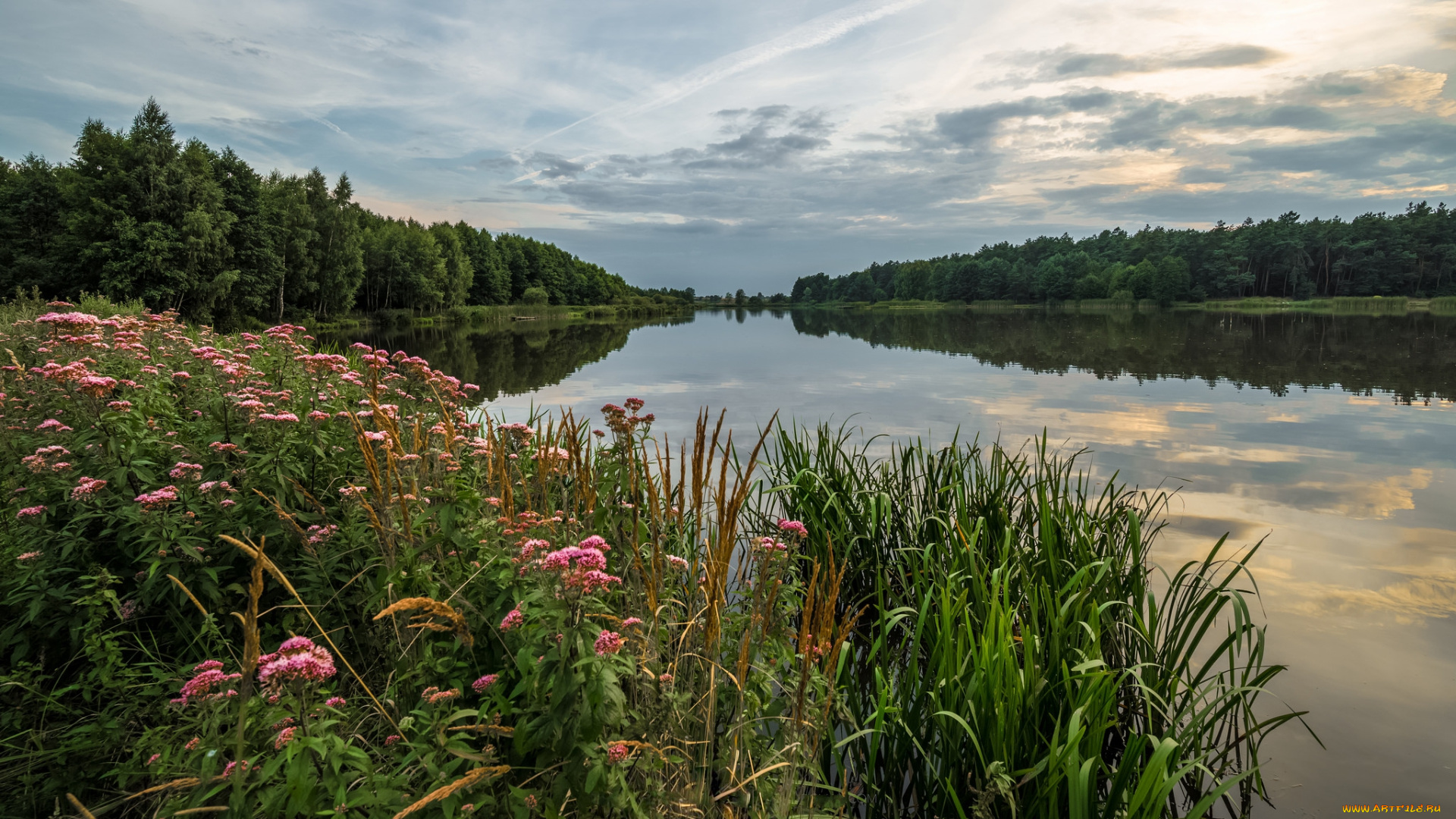 природа, реки, озера, река, лес