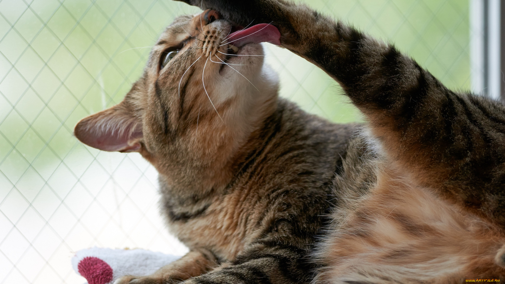 животные, коты, язык, коте, кот, киса, чистится, умывается, кошка